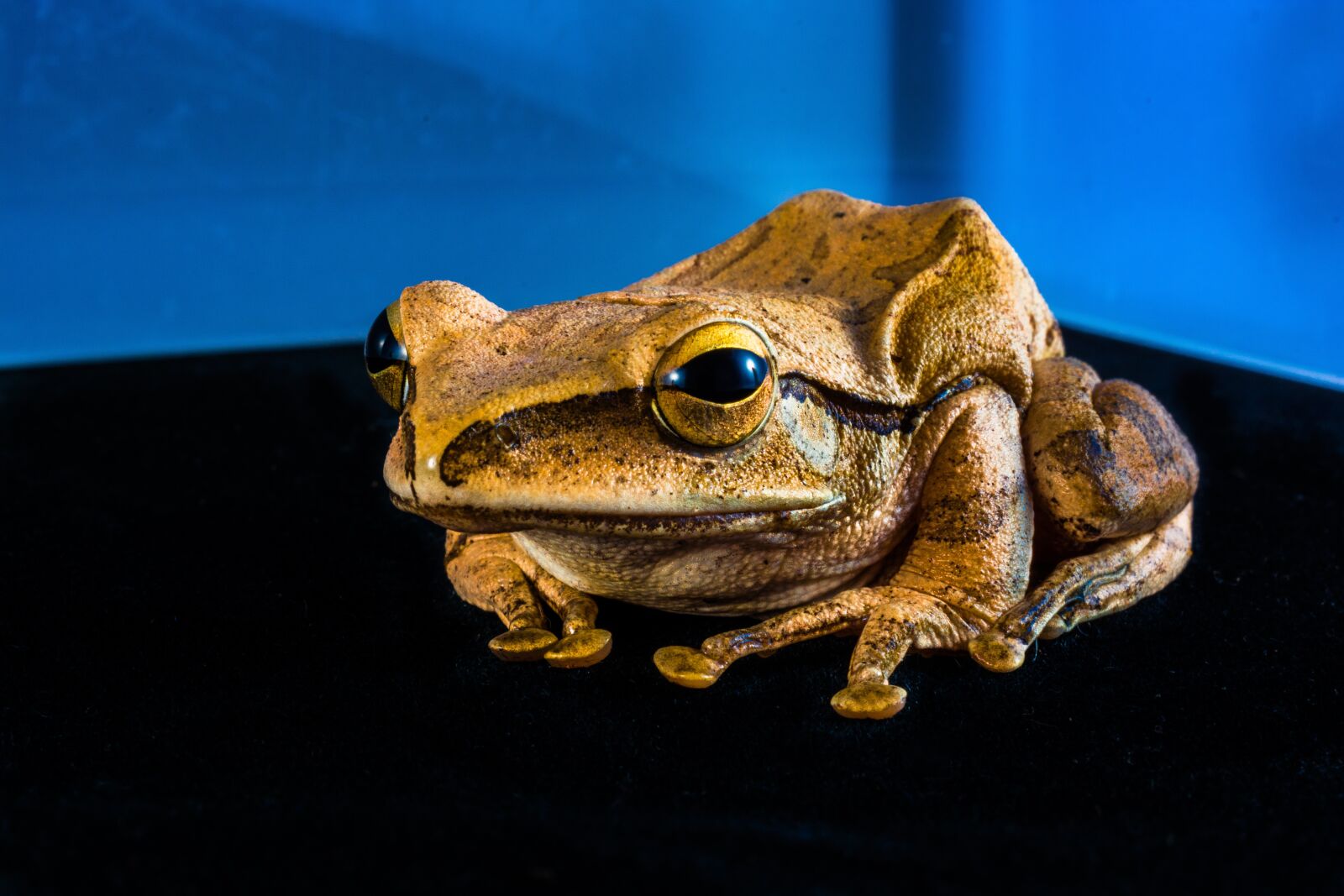 Nikon D5200 sample photo. Tree frog, anuran, frog photography