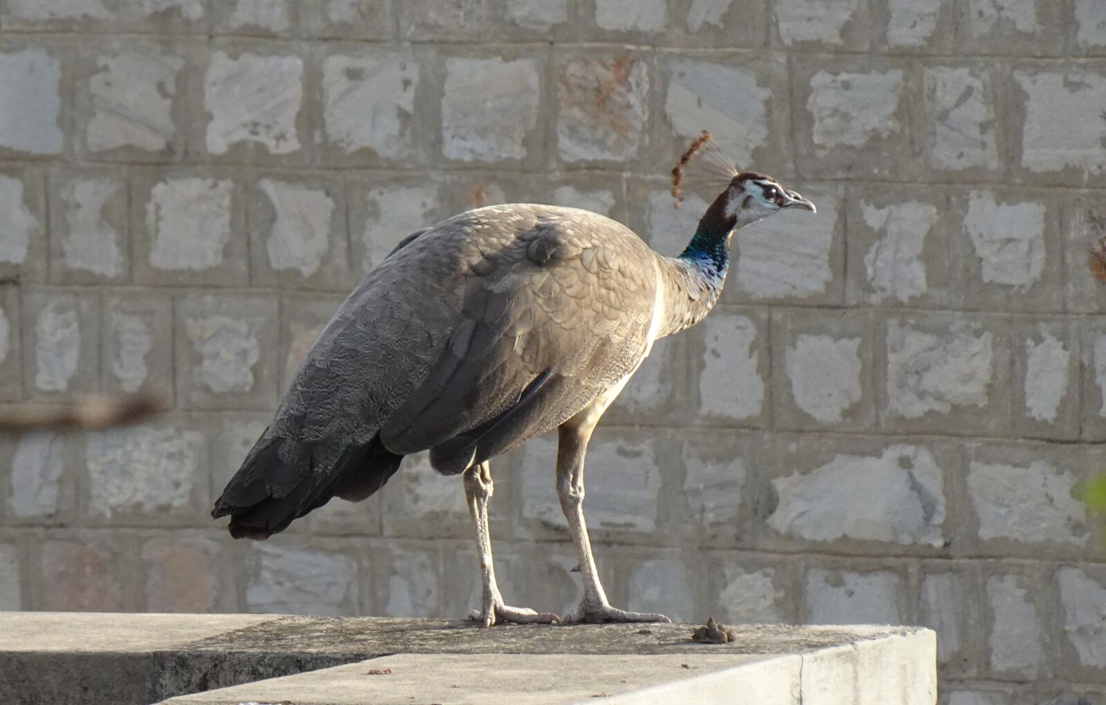 Sony DSC-WX800 sample photo. Bird, peahen, peafowl photography