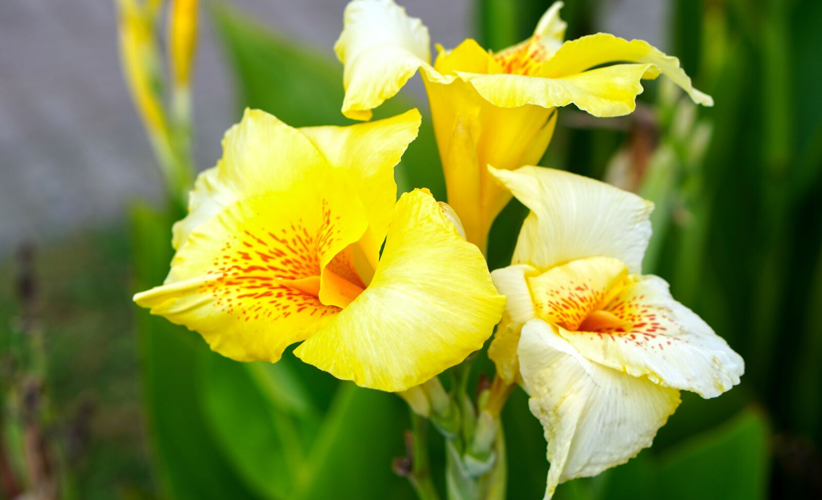 E 50mm F1.8 OSS sample photo. Lilies, flowers, blossom photography