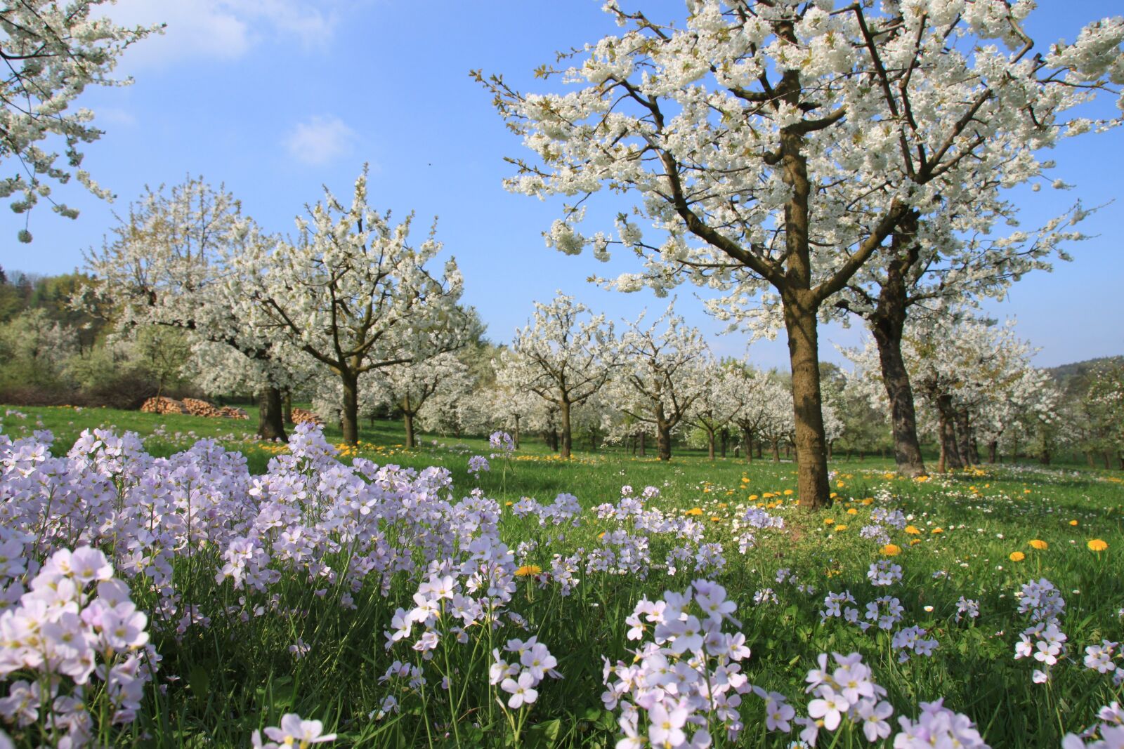 Canon EOS 500D (EOS Rebel T1i / EOS Kiss X3) sample photo. Cherry blossom, smock, franconian photography
