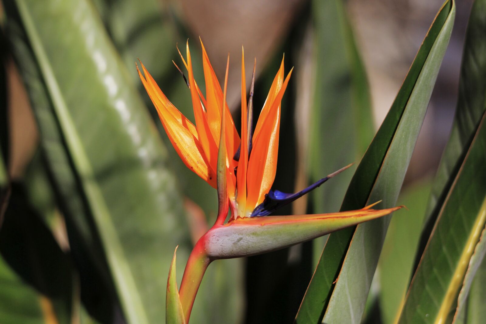 Canon EOS 7D sample photo. Strelitzia, flower, orange photography