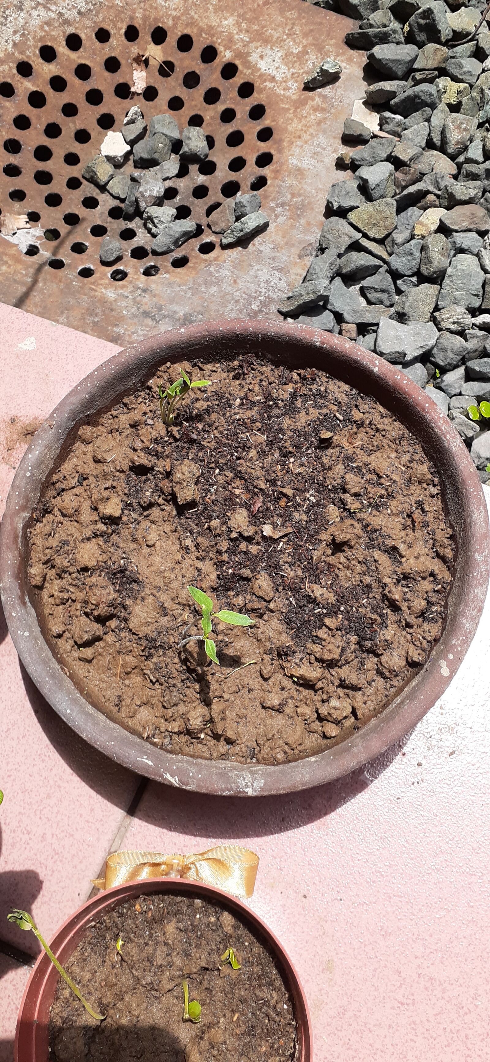 Samsung Galaxy A20 sample photo. Life, growth, good soil photography