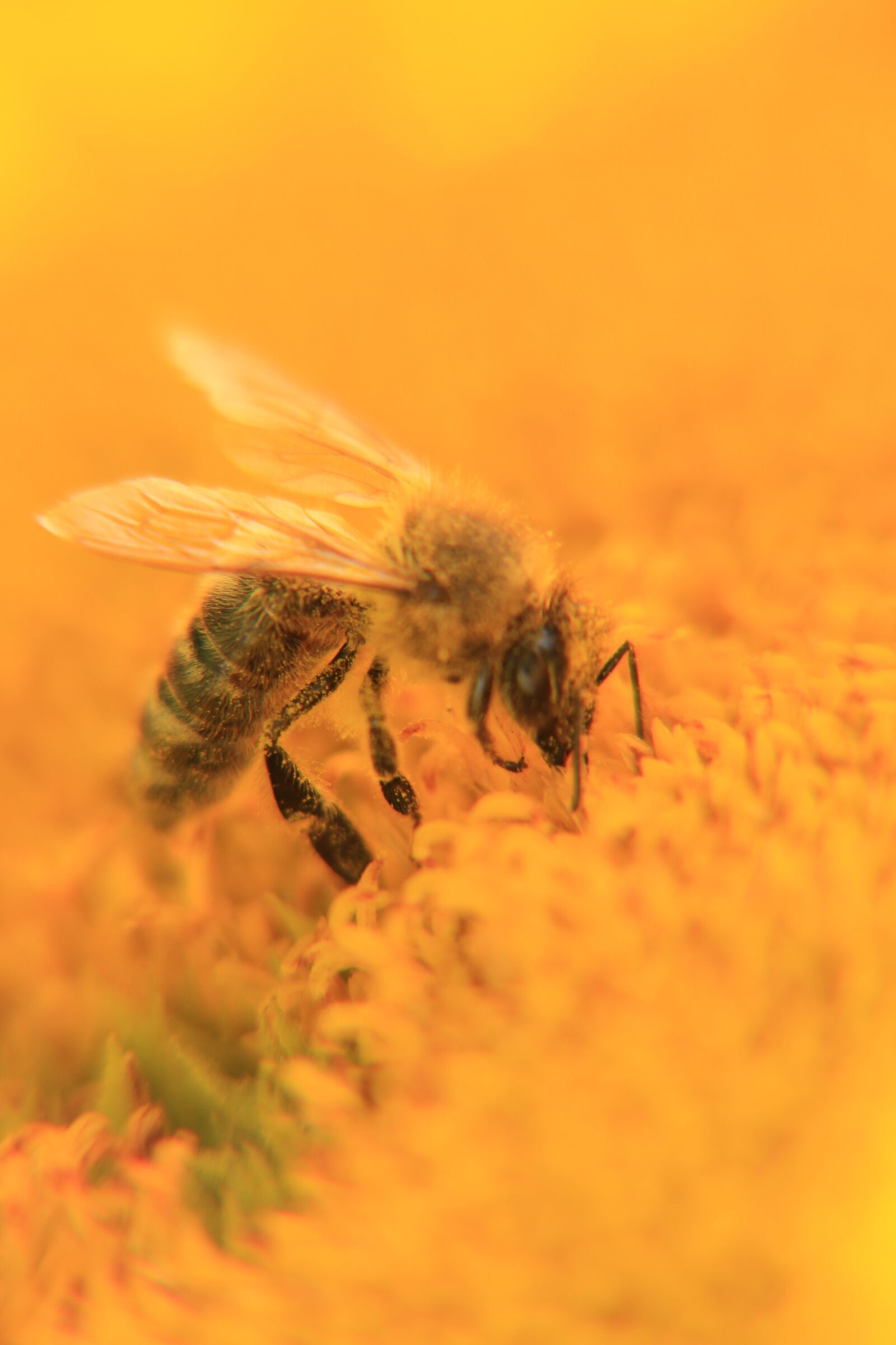 Canon EOS 550D (EOS Rebel T2i / EOS Kiss X4) sample photo. Bee, honey, insect photography