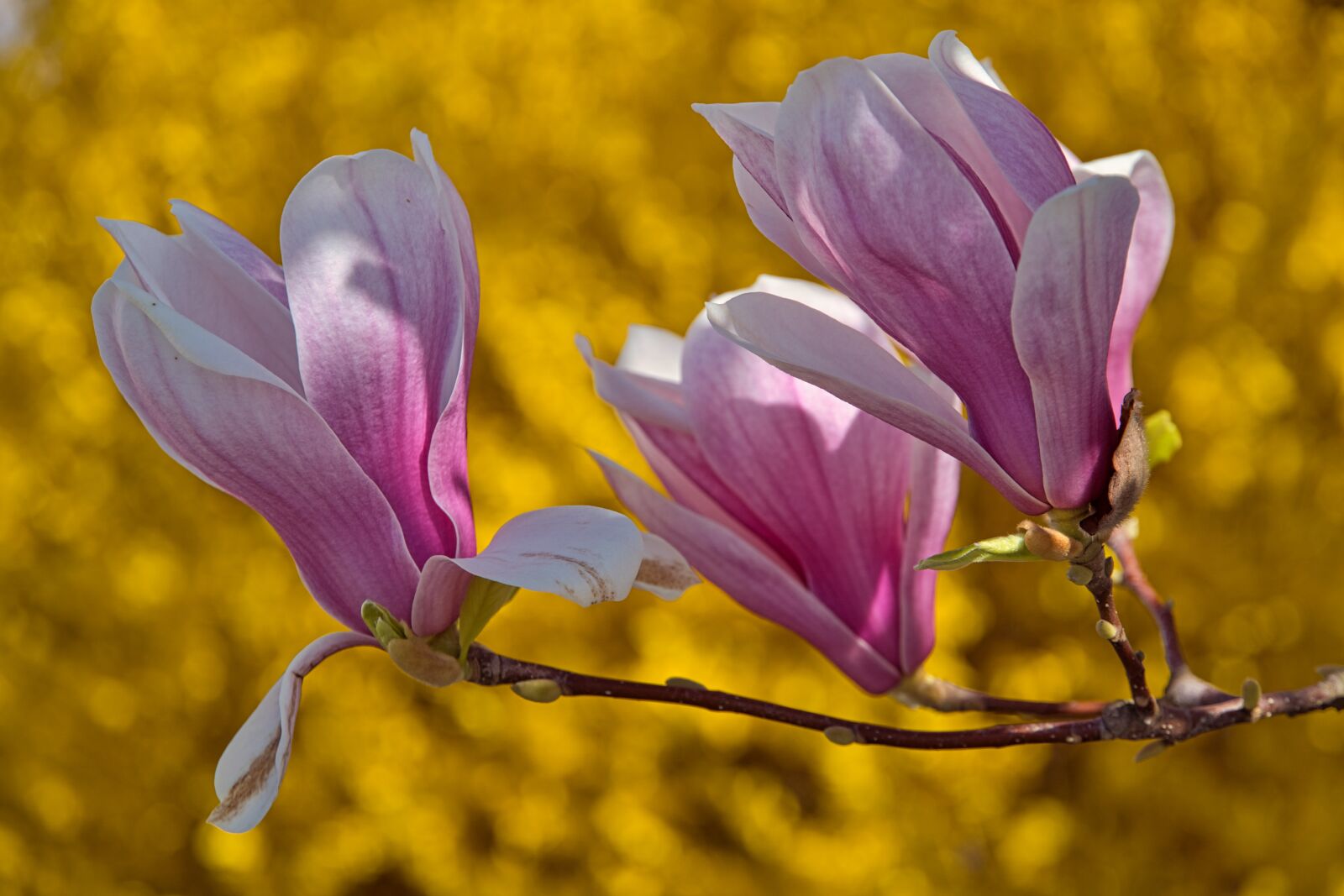 Sony a6400 sample photo. Spring, bühen, magnolia photography
