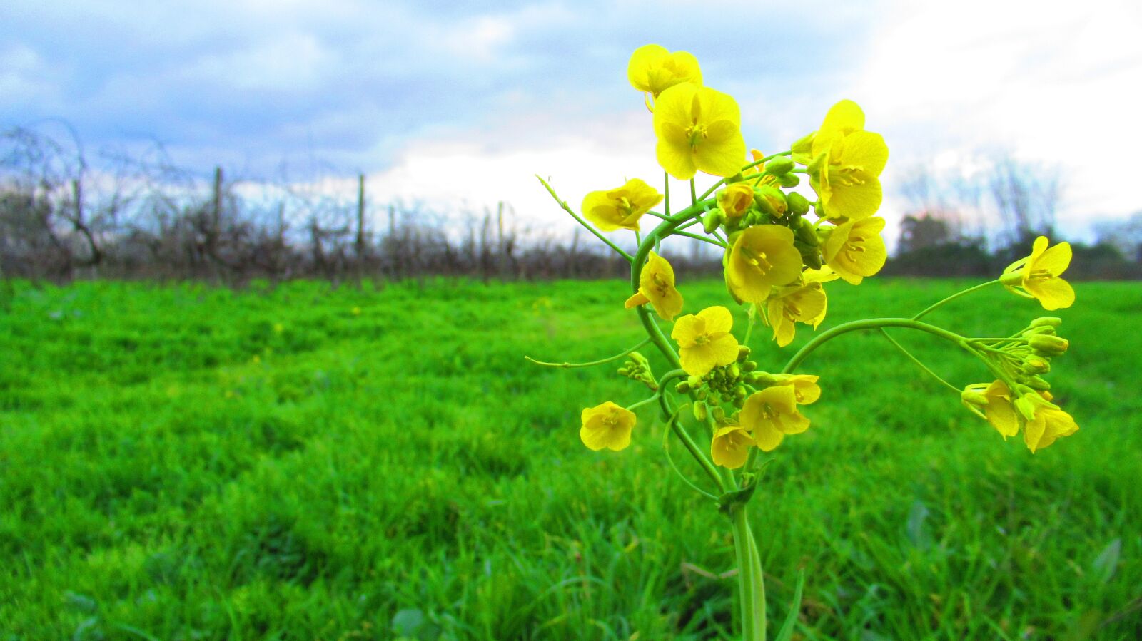 Canon PowerShot SX620 HS sample photo. Flowers, field, nature photography