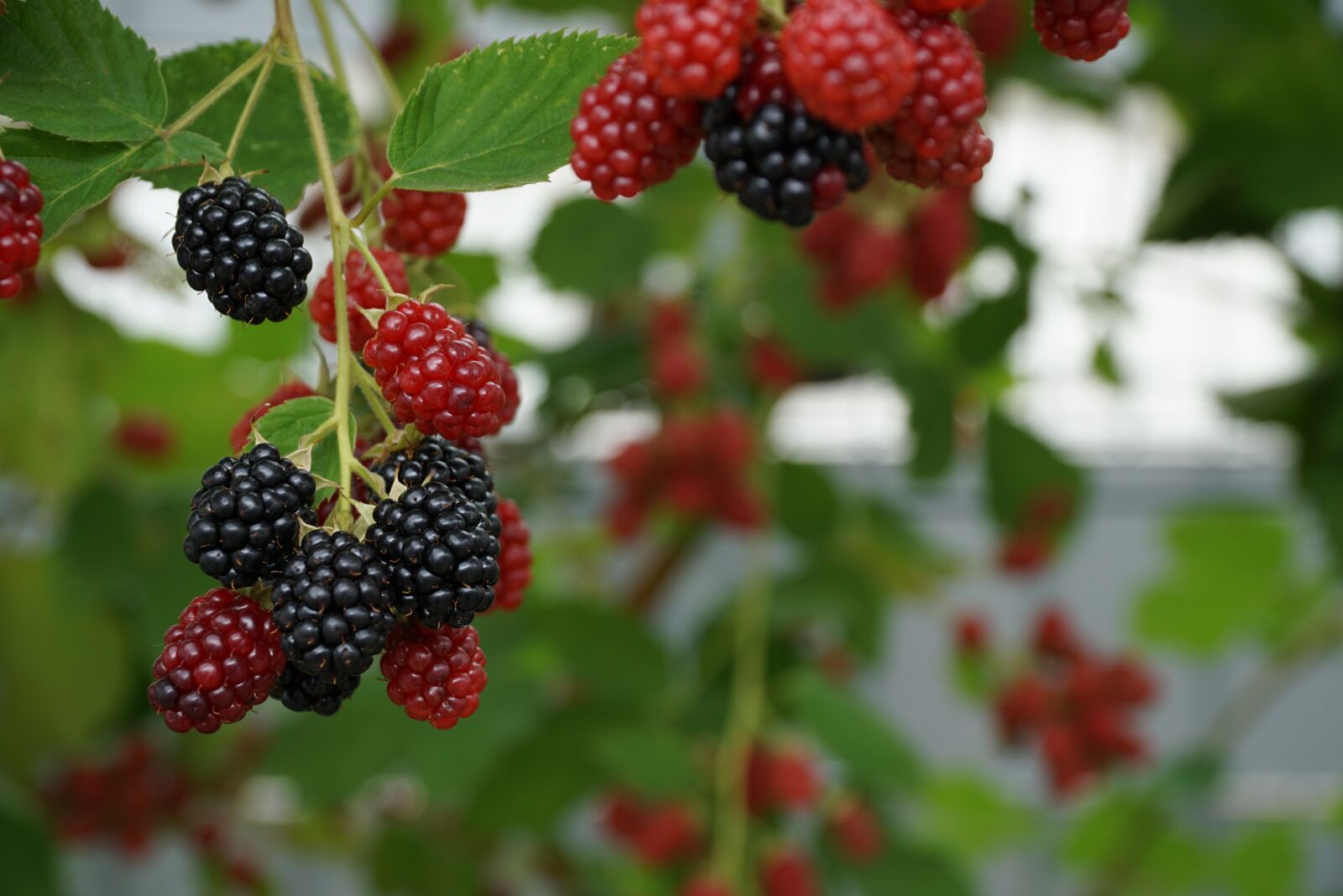 Sony a6000 + Sony E PZ 18-105mm F4 G OSS sample photo. Berries, nature, red photography