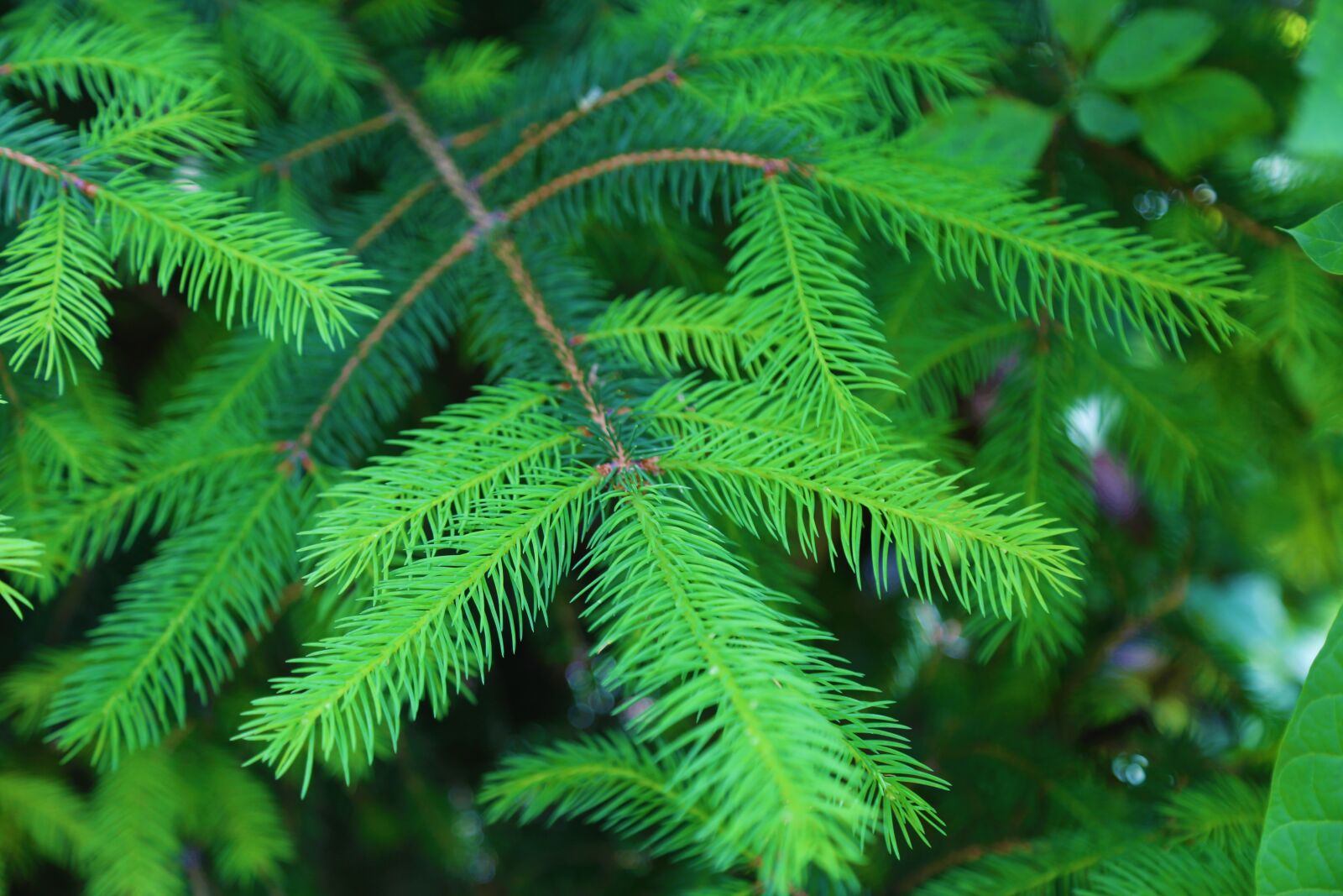 Canon EF 24-105mm F4L IS USM sample photo. Pine, tree, pine trees photography