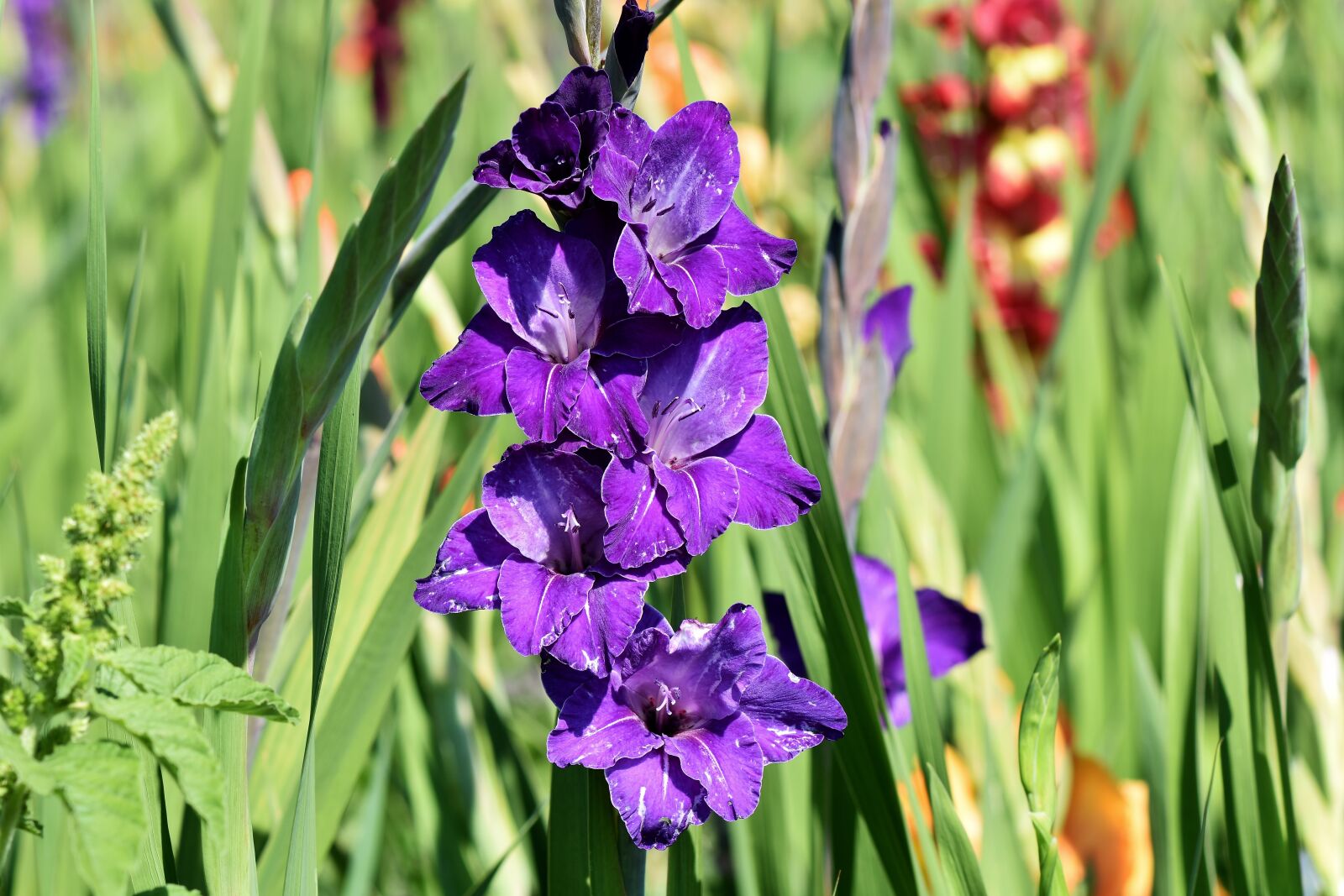 Nikon D7200 sample photo. Gladiolus, gladidus, butterfly greenhouse photography