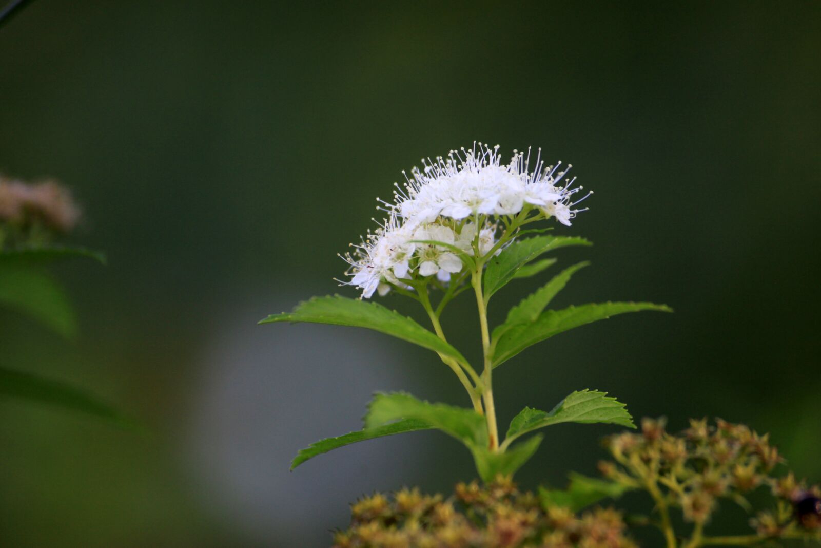 Canon EOS 50D sample photo. White flowers, flowers, autumn photography