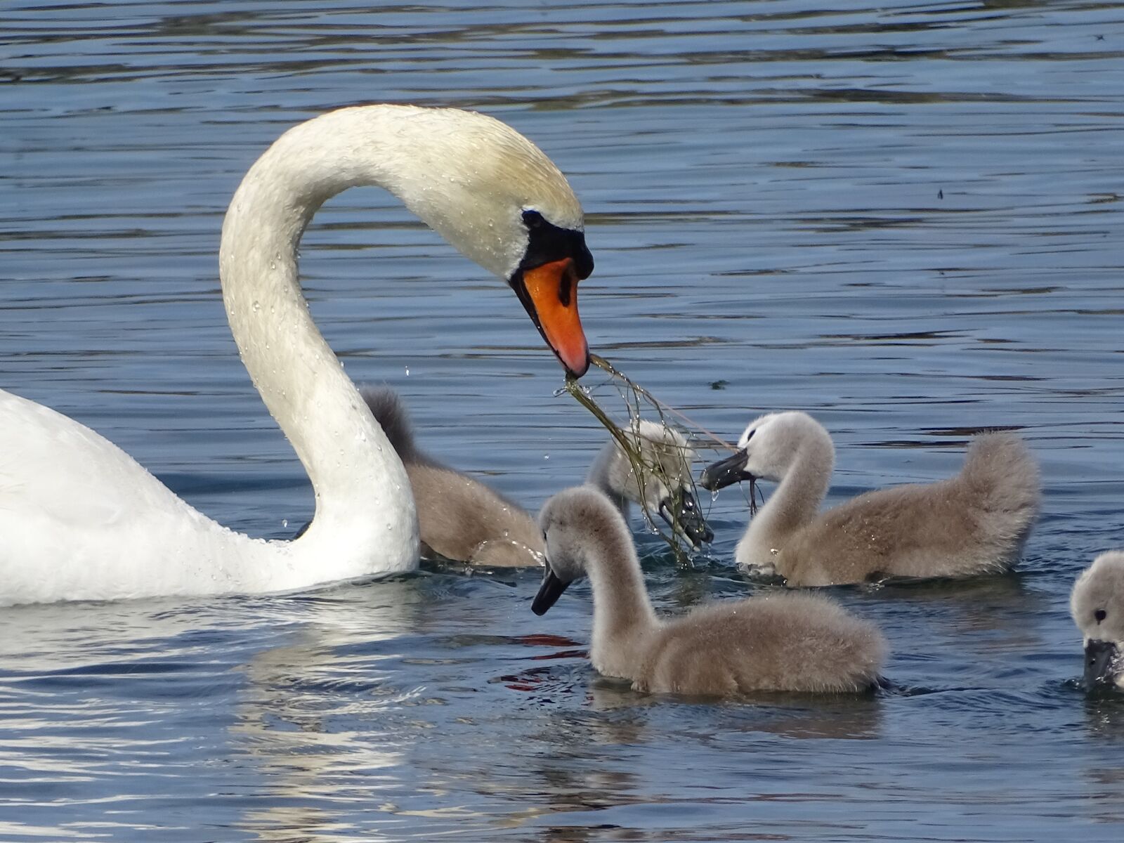 Sony Cyber-shot DSC-HX400V sample photo. Swans, family of swans photography