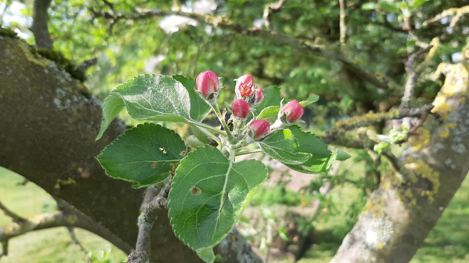 Samsung Galaxy A50 sample photo. Spring, apple, flowers photography