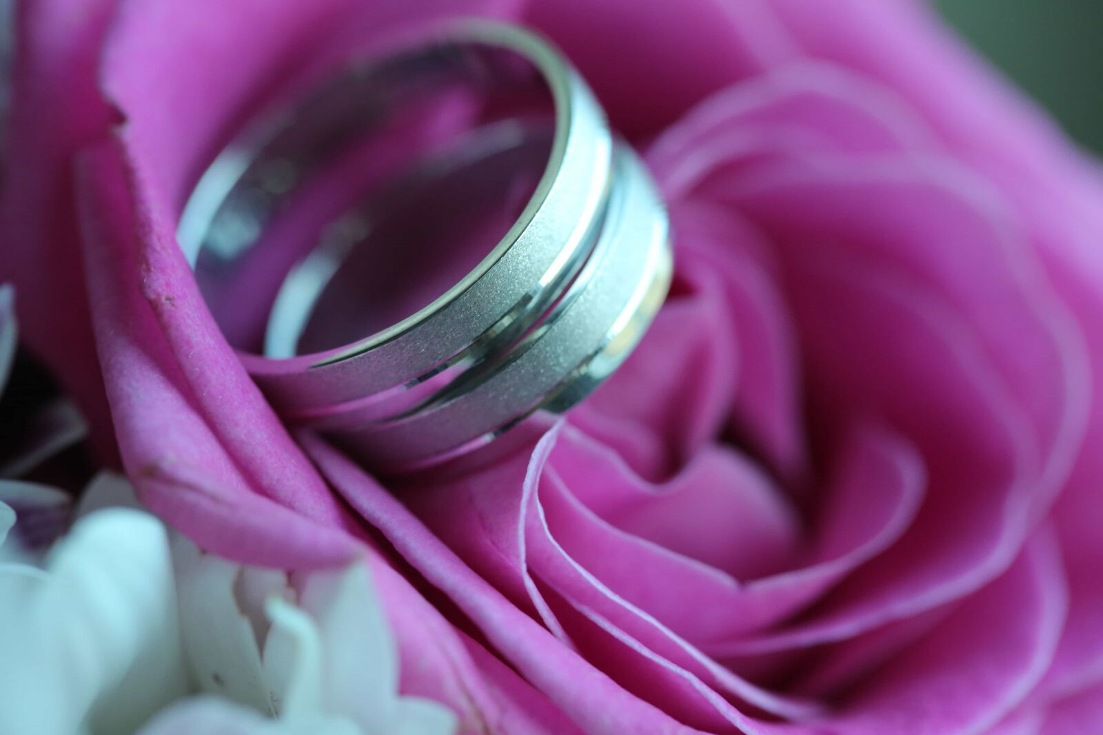 Canon EF 100mm F2.8 Macro USM sample photo. Close-up, roses, wedding, wedding photography