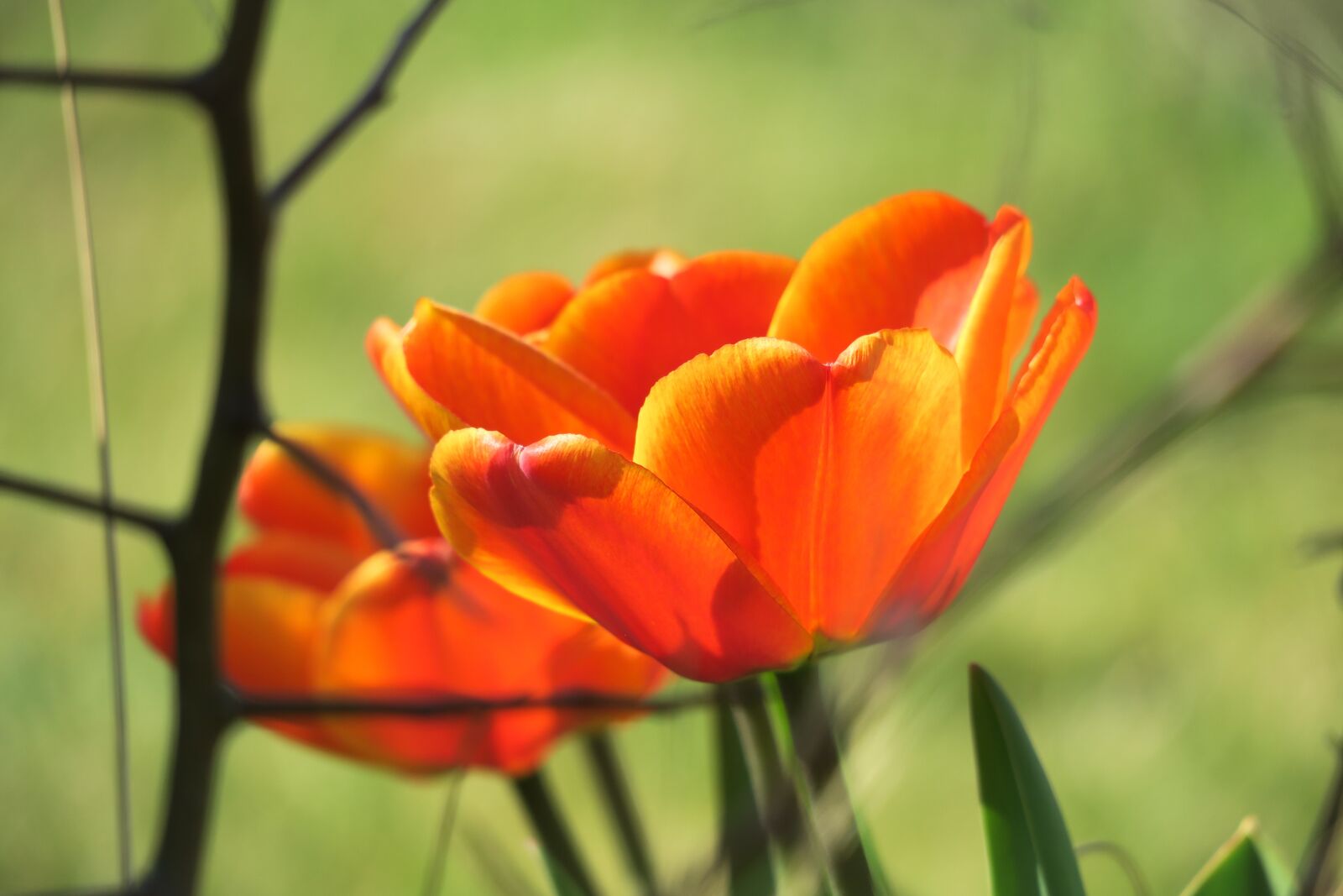 Canon PowerShot G3 X sample photo. Tulip, blossom, bloom photography