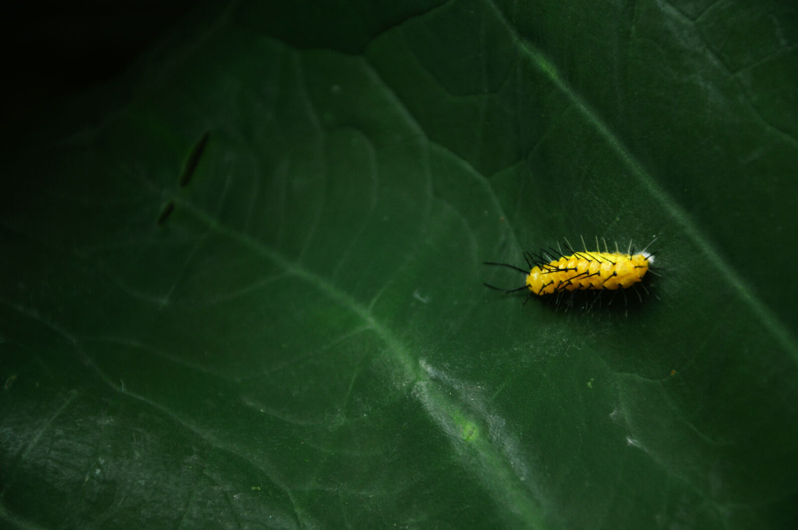 Nikon D3200 sample photo. Nature, leaf, green, caterpillar photography