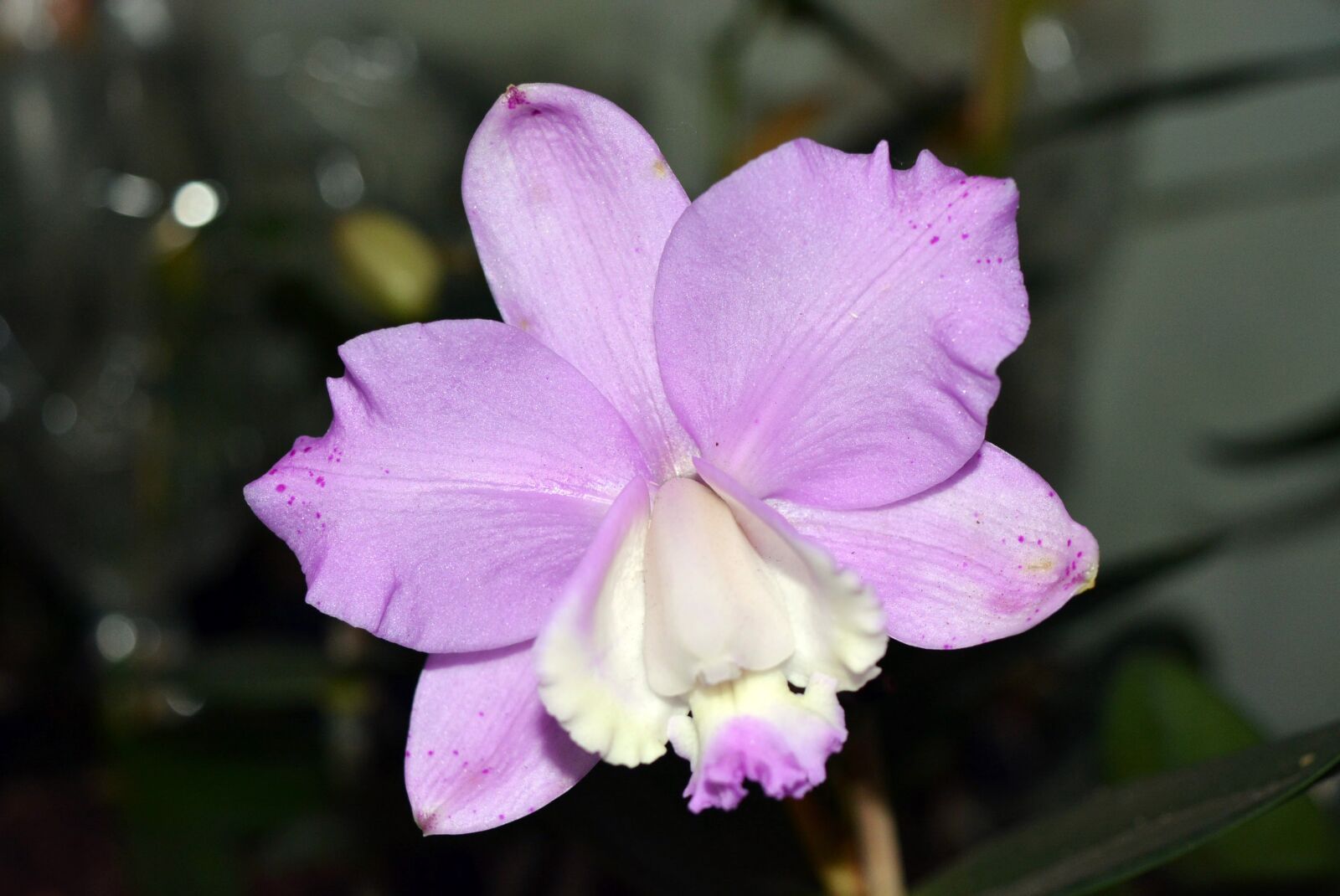 Nikon D5200 sample photo. Flower, plant, nature photography