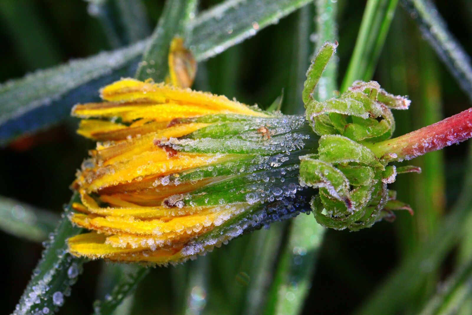 Canon EOS 50D sample photo. Dandelion, frost, frozen photography