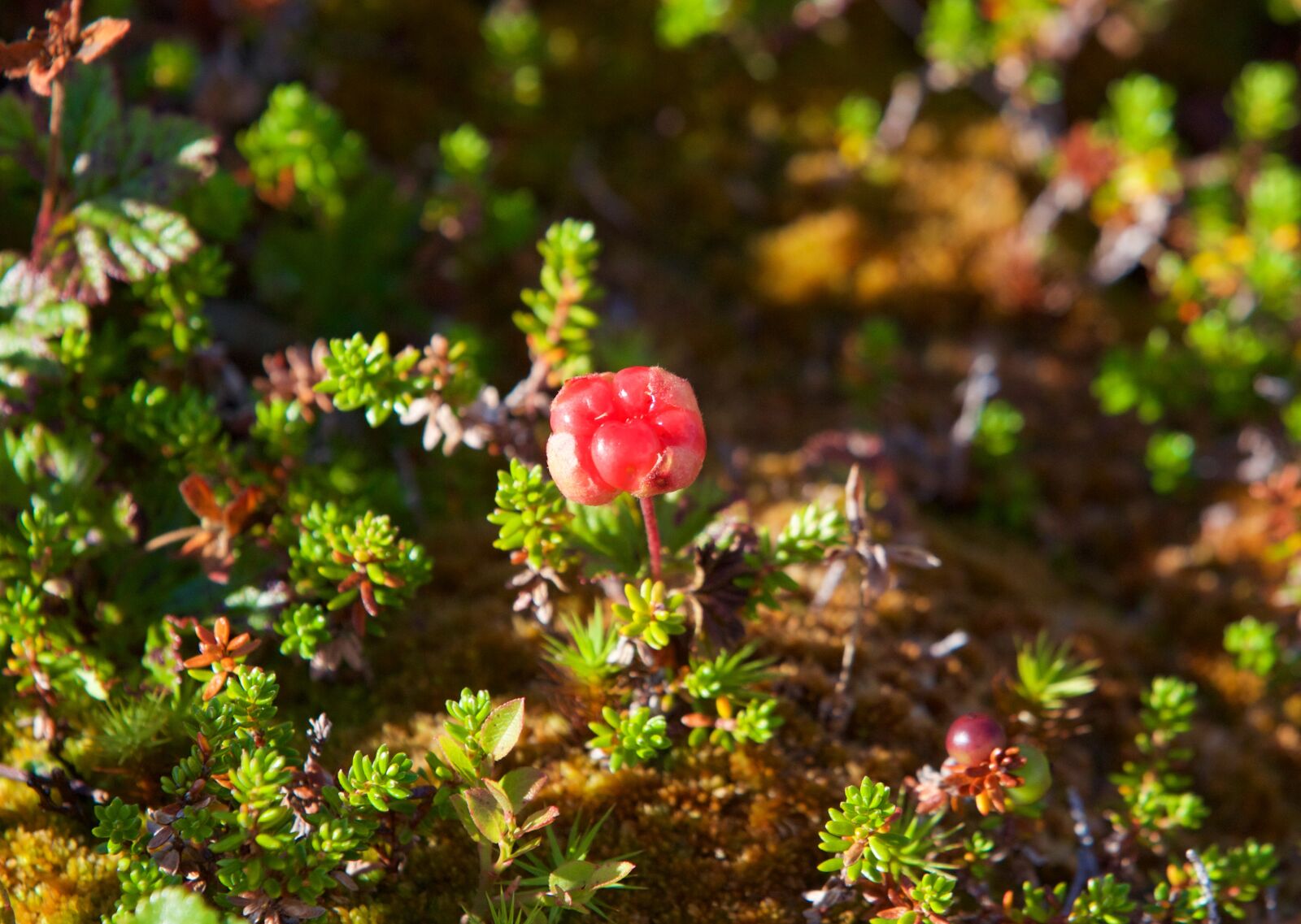 Canon EOS 5D Mark III sample photo. Hjortron, chicoutai berries, cloudberries photography