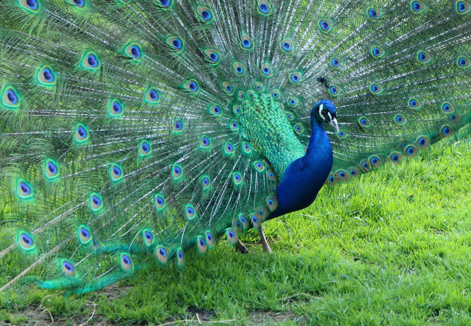Canon EOS 750D (EOS Rebel T6i / EOS Kiss X8i) sample photo. Peacock, colors, birds photography