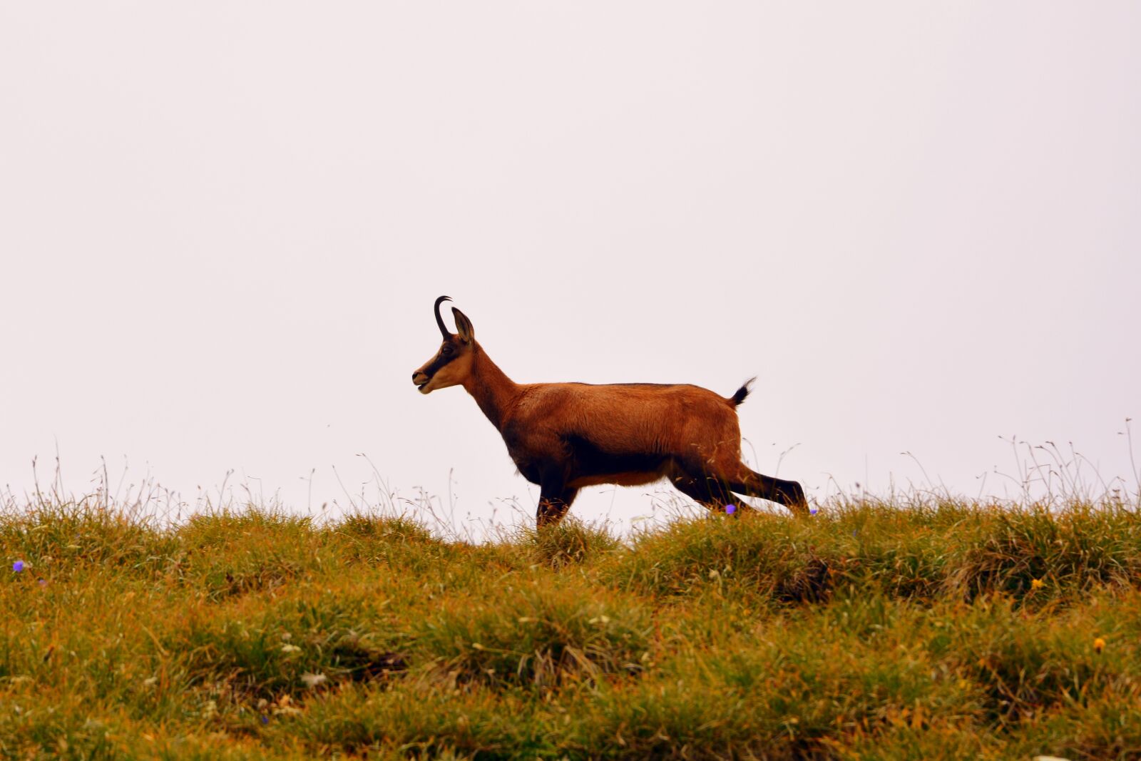 Nikon D7100 sample photo. Chamois, mountain, prato photography