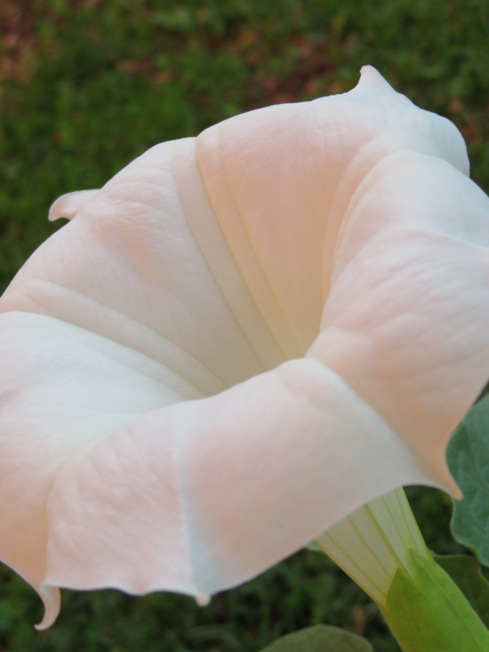 Canon PowerShot SX720 HS sample photo. Datura, flower, white photography