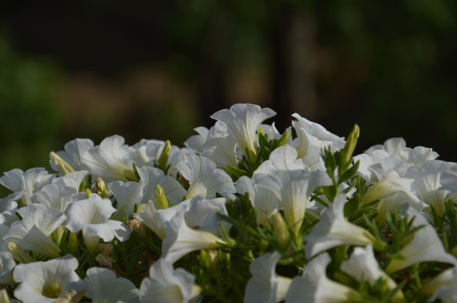 Nikon D3200 sample photo. White flowers, flower bed photography
