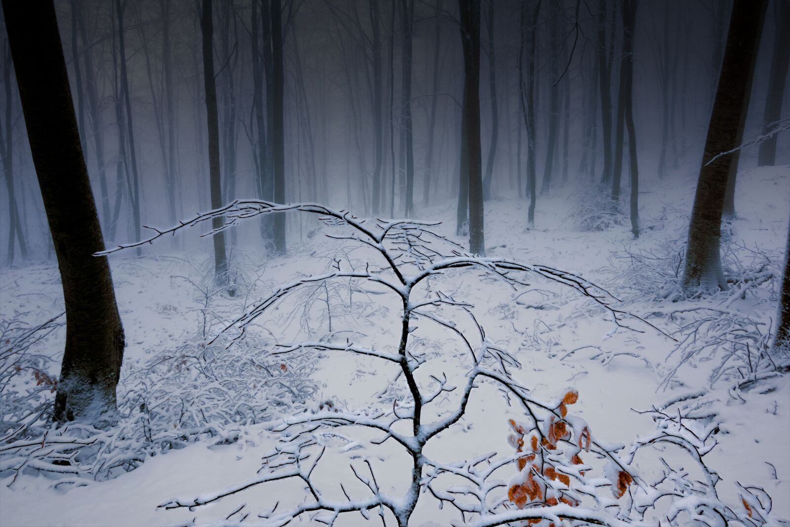Nikon D5300 + Tokina AT-X Pro 11-16mm F2.8 DX II sample photo. Snow, winter, trees photography