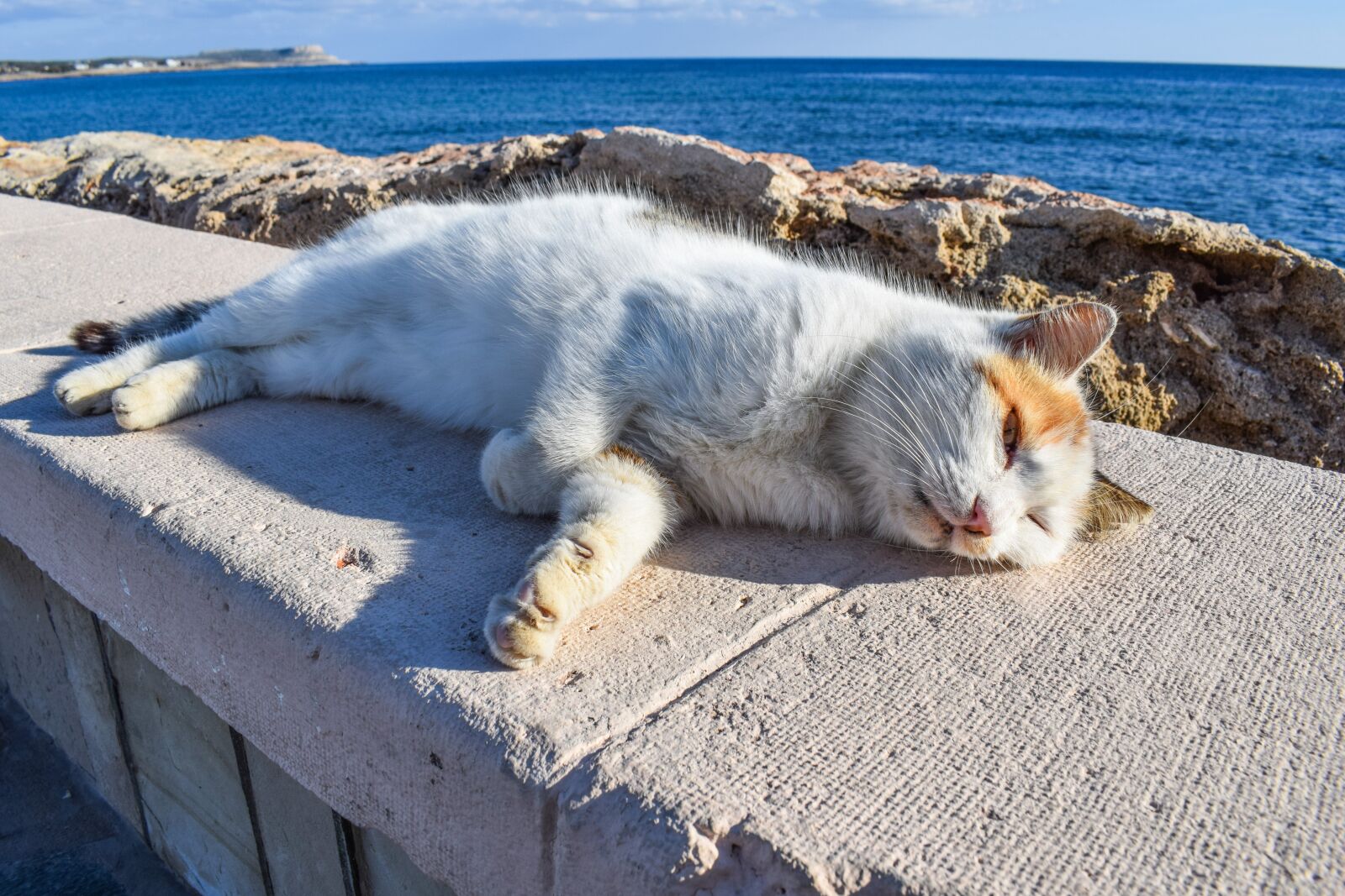Nikon D3300 sample photo. Cat, stray, enjoying photography