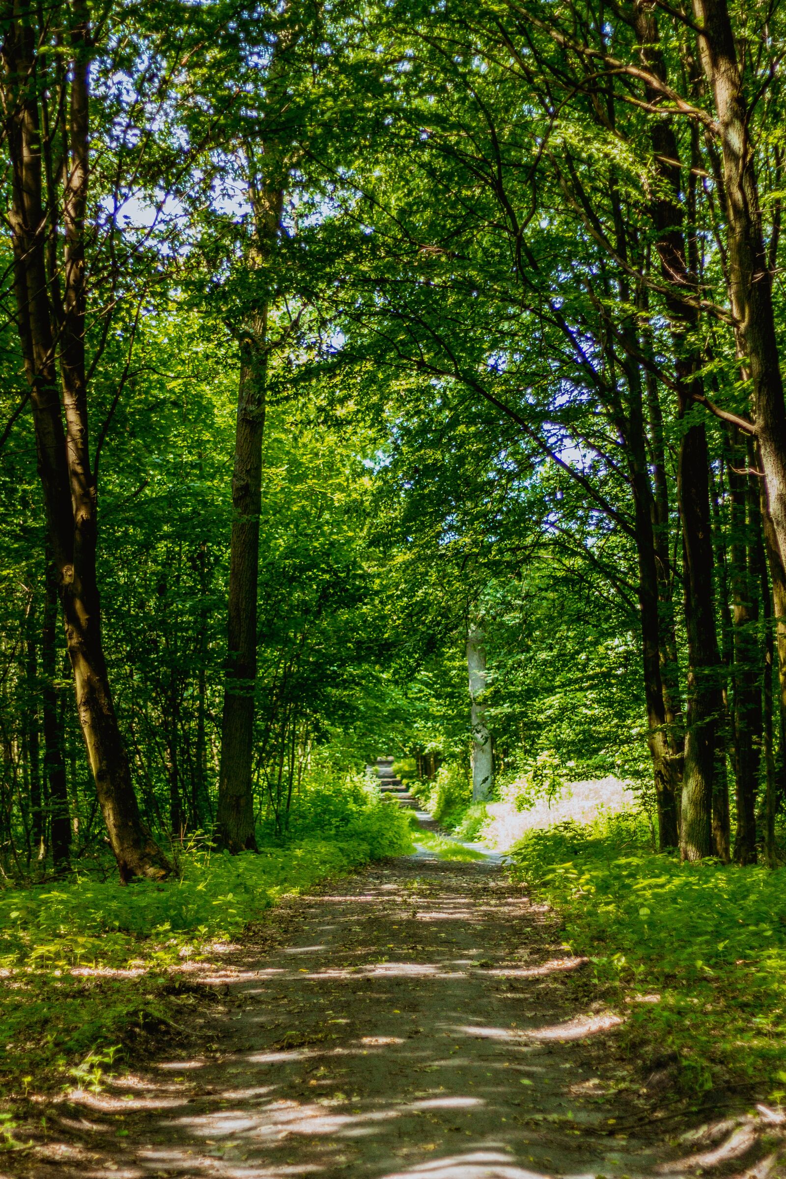 Canon EOS 60D + Canon EF 50mm F1.8 II sample photo. Forest, way, foliage photography