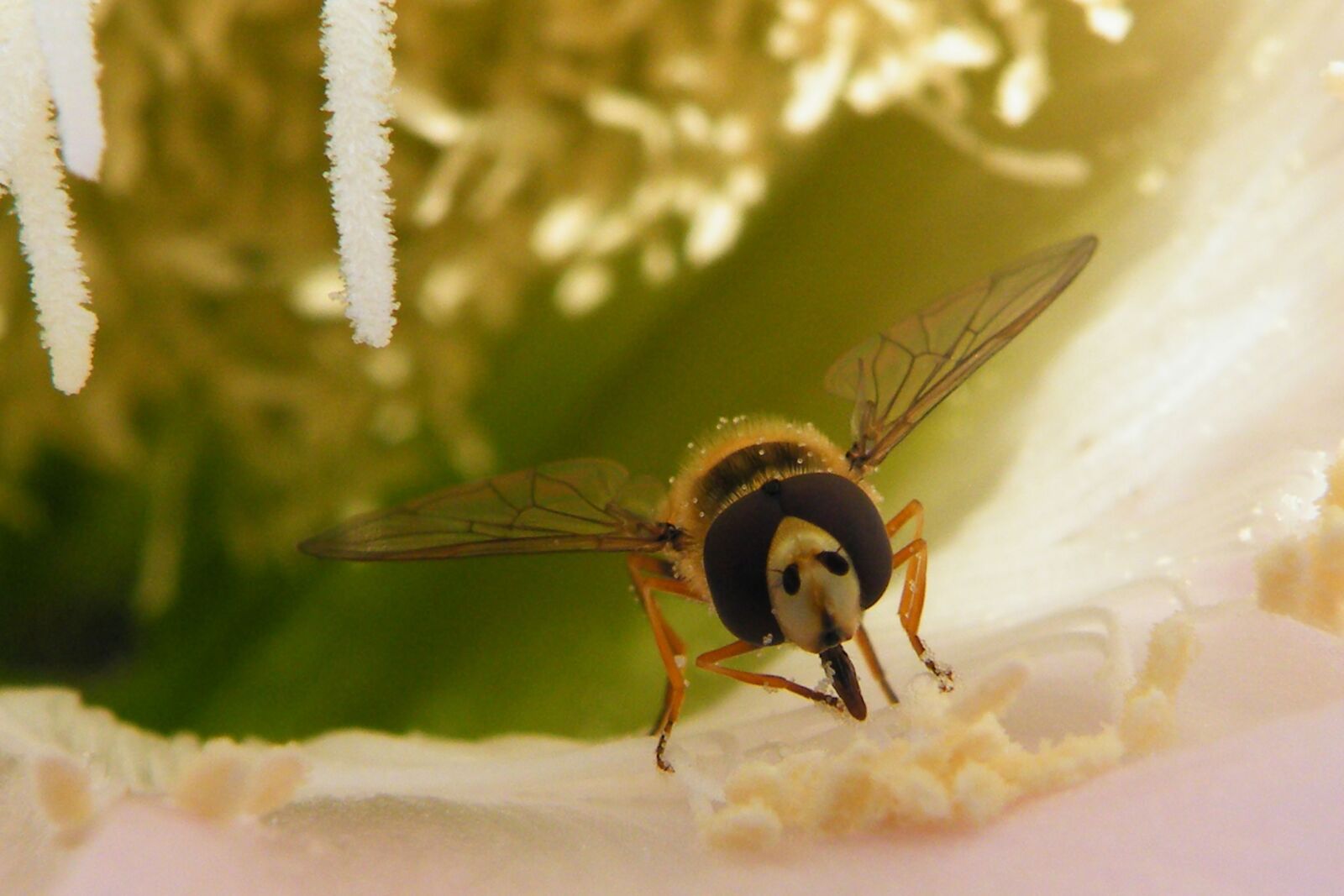 Fujifilm FinePix S8100fd sample photo. Bee, proboscis, insect photography