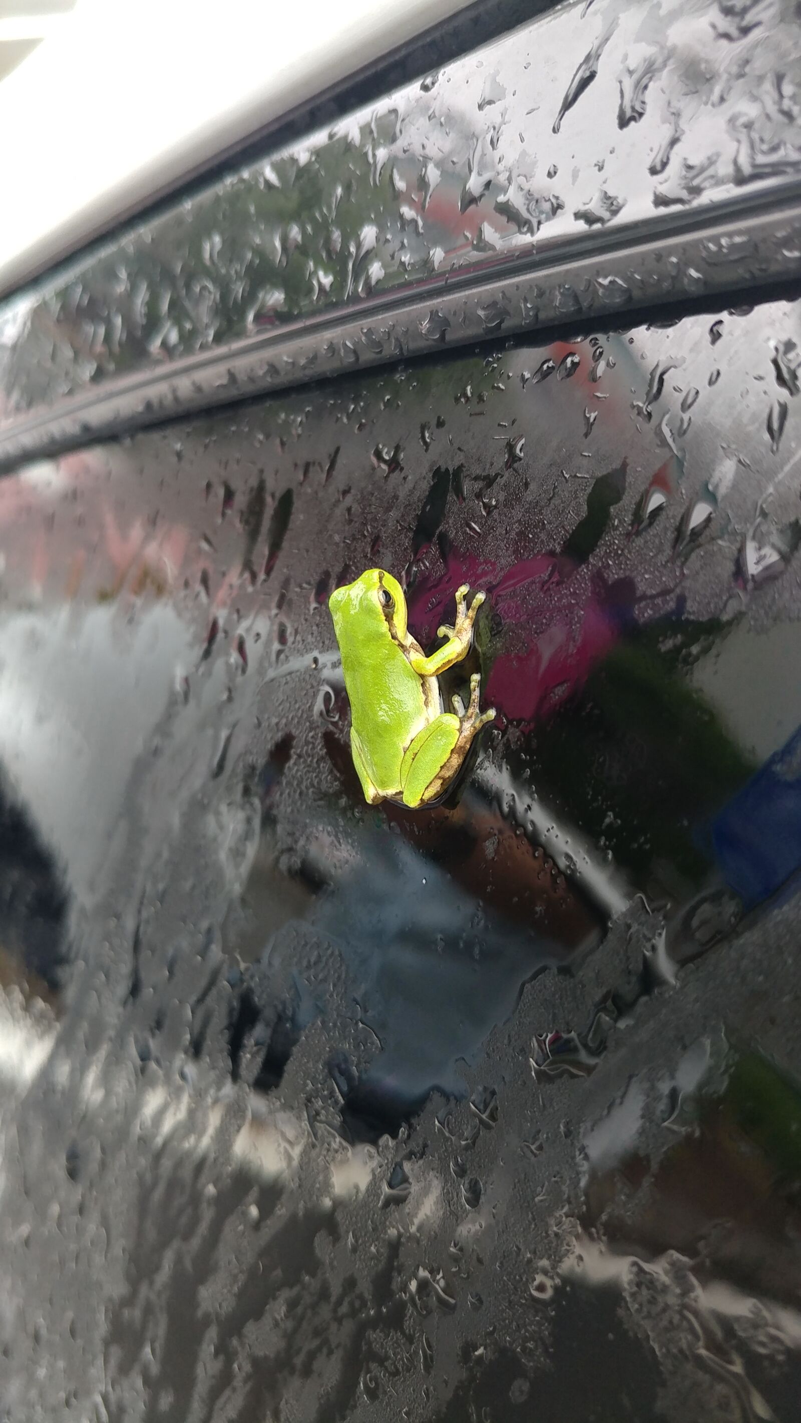 LG V20 sample photo. Wet, frog, siting photography