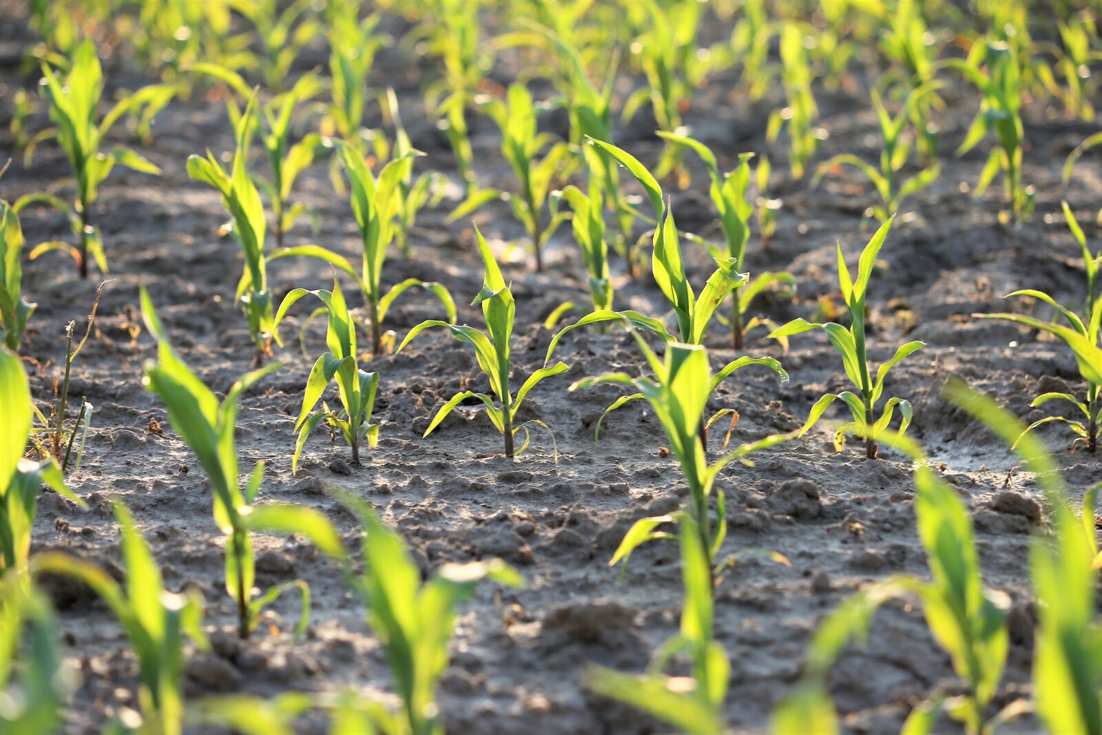 Canon EF 70-300 F4-5.6 IS II USM sample photo. Agriculture, young corn, plant photography