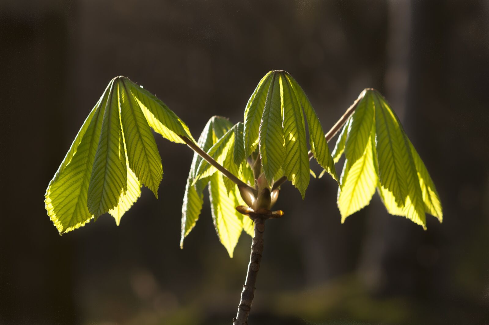Nikon D300 sample photo. Spring, sprout, green photography
