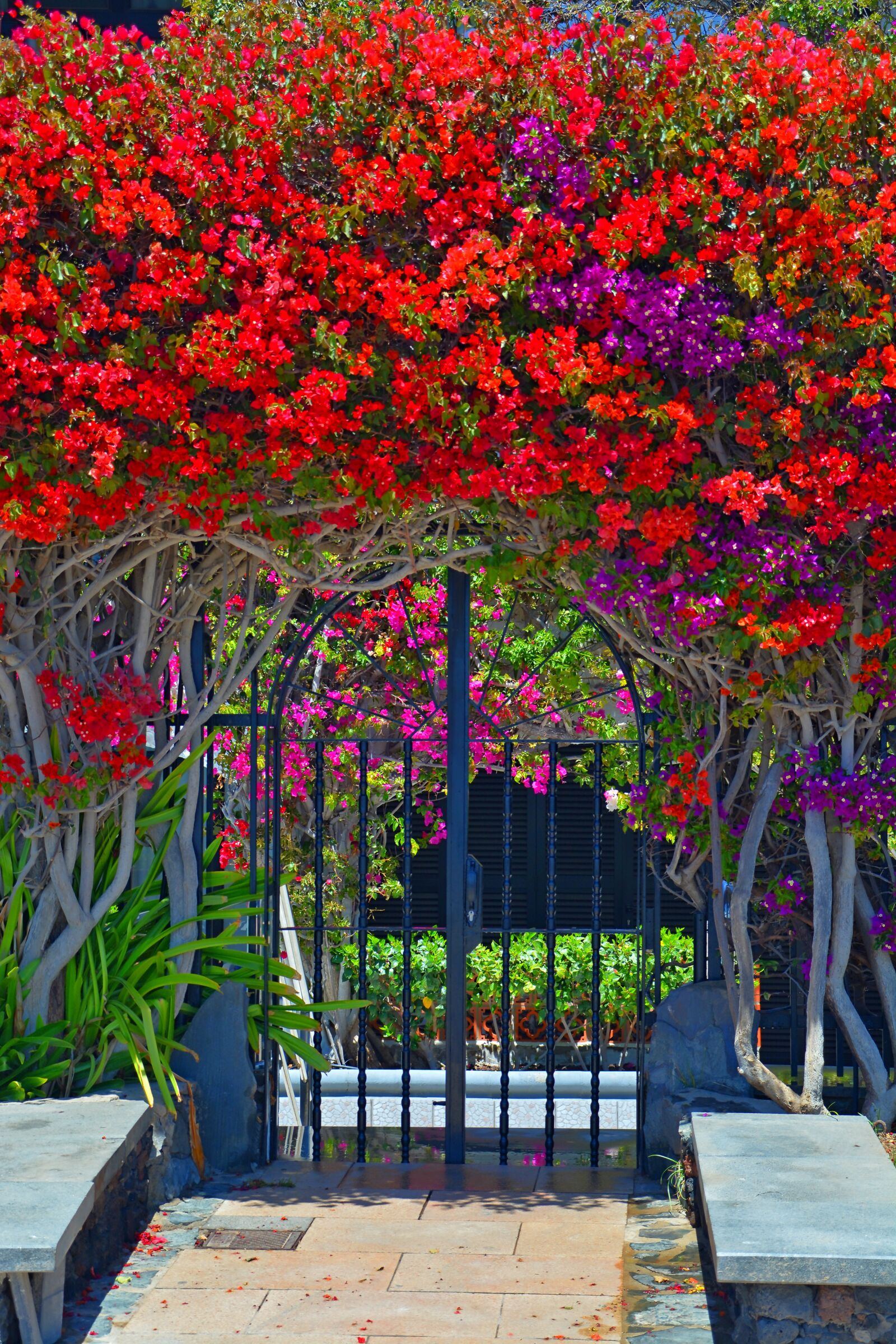 Nikon D5200 sample photo. Bougainvillea, door, garden photography