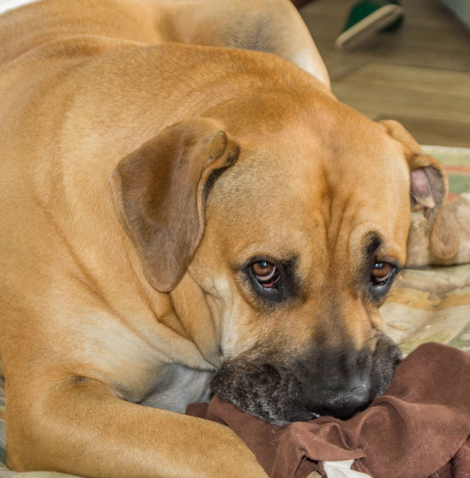 Sony SLT-A37 sample photo. Boerboel, dog, african farmers photography