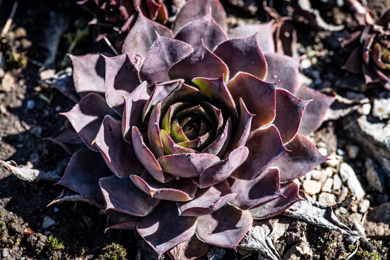 Nikon D750 sample photo. Plant, nature, garden photography