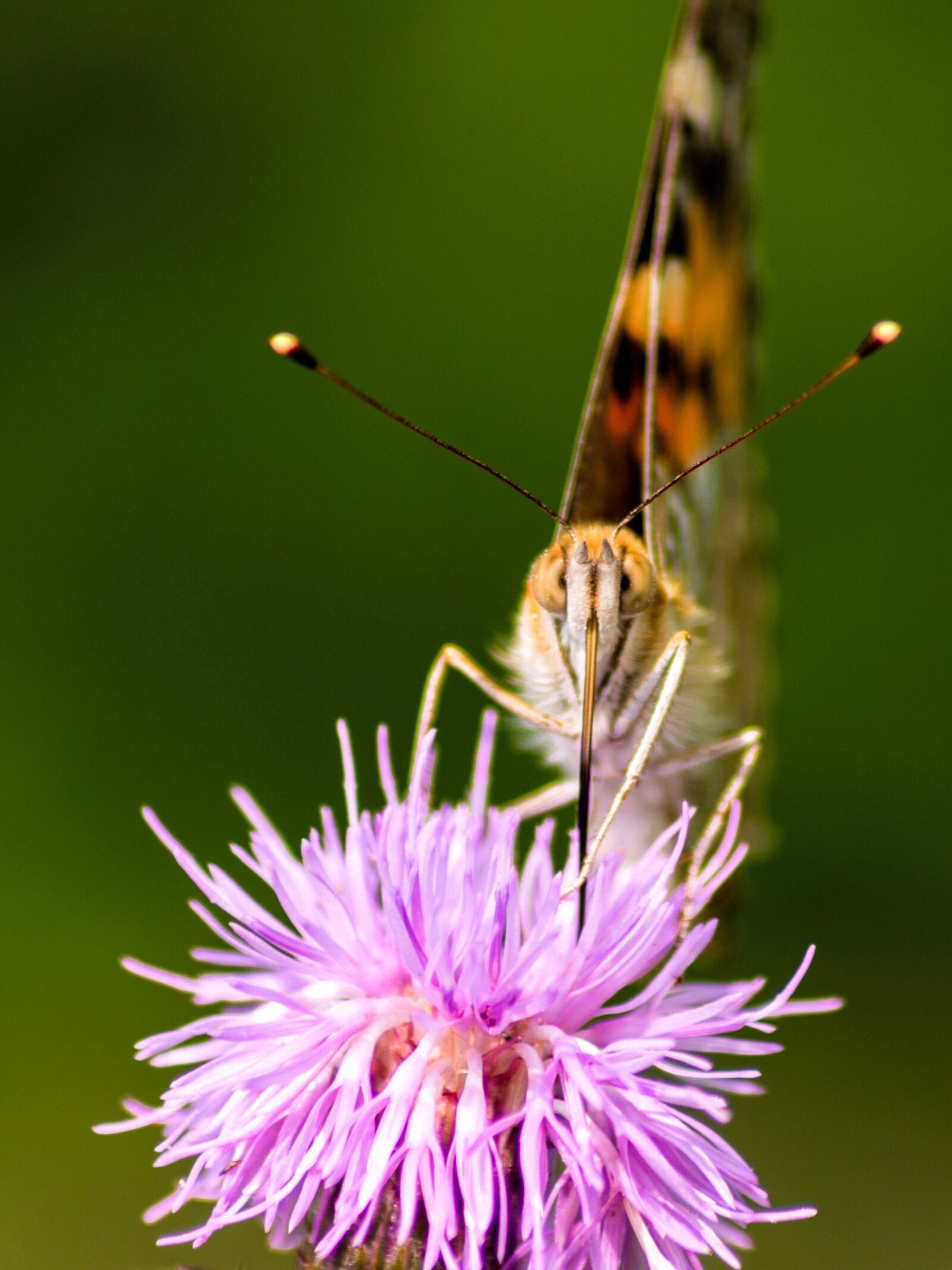 Nikon D7200 sample photo. Butterfly, nature, yellow photography