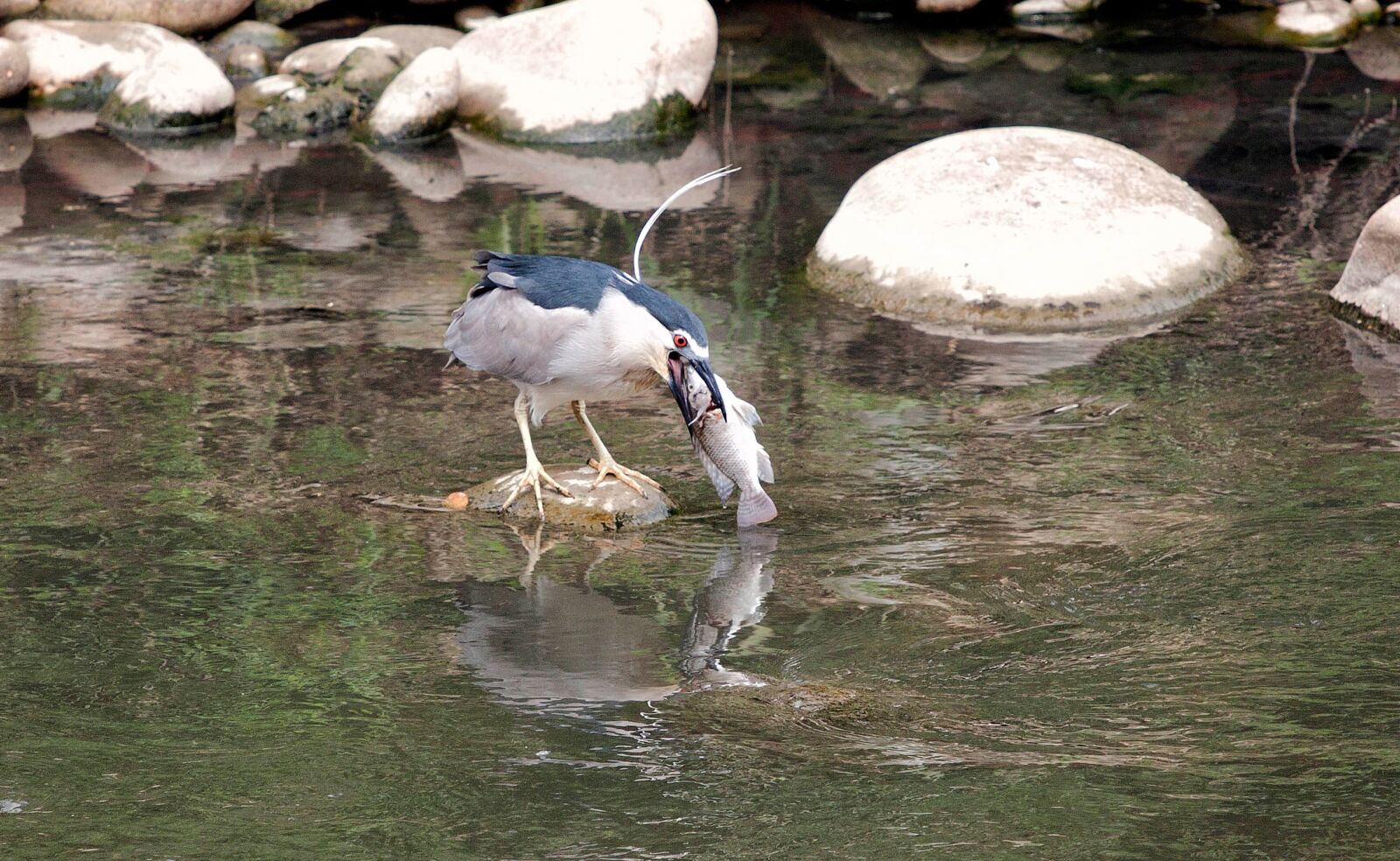 Sony Cyber-shot DSC-HX1 sample photo. Bird, night 鷺, breakfast photography
