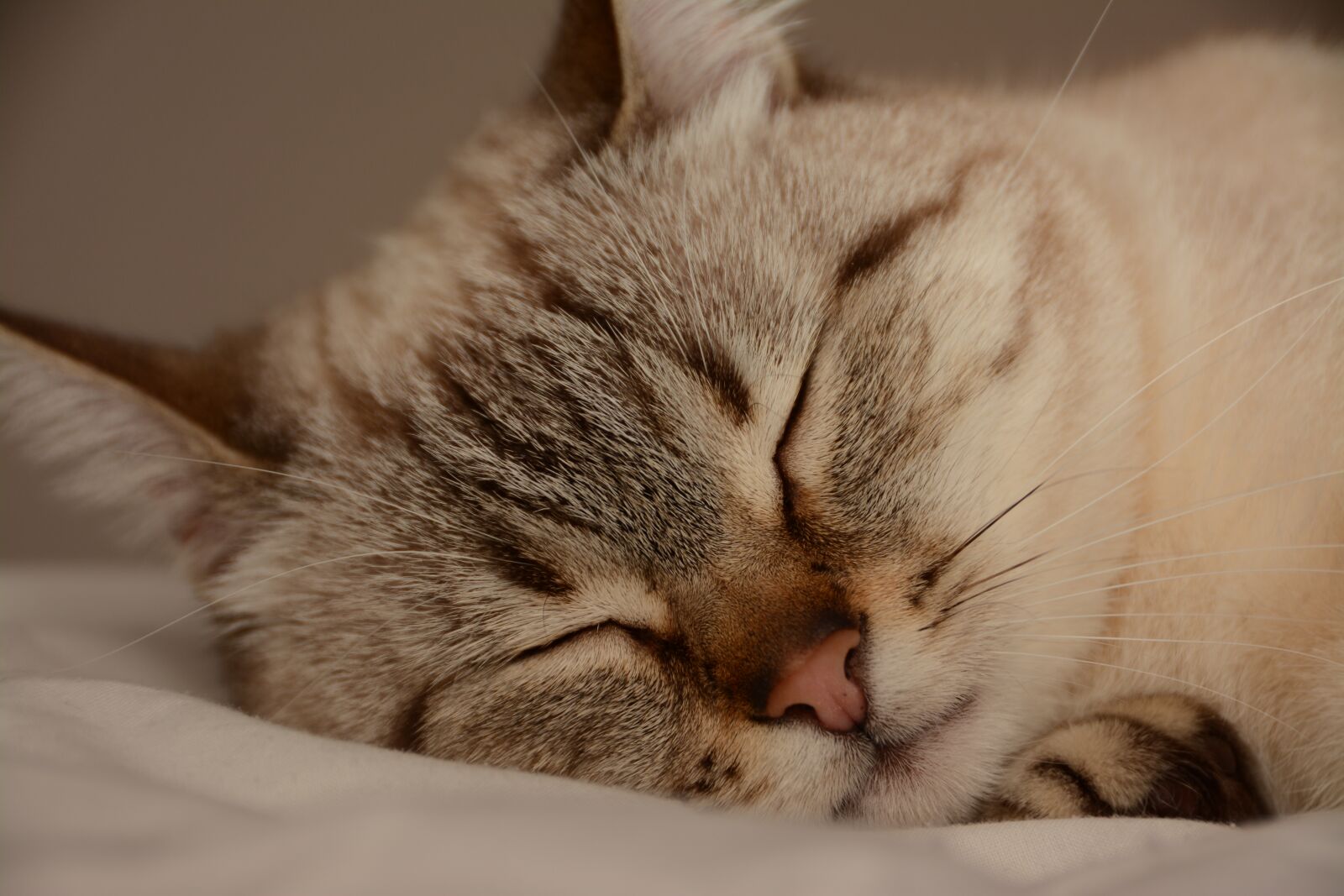 Nikon D7100 sample photo. Cat, animal, eyes photography