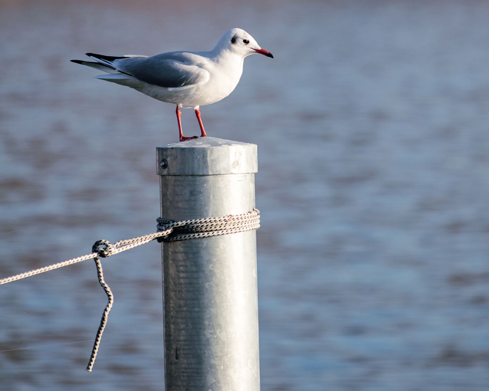 Canon EF-S 55-250mm F4-5.6 IS STM sample photo. Seagull, bird, animal photography