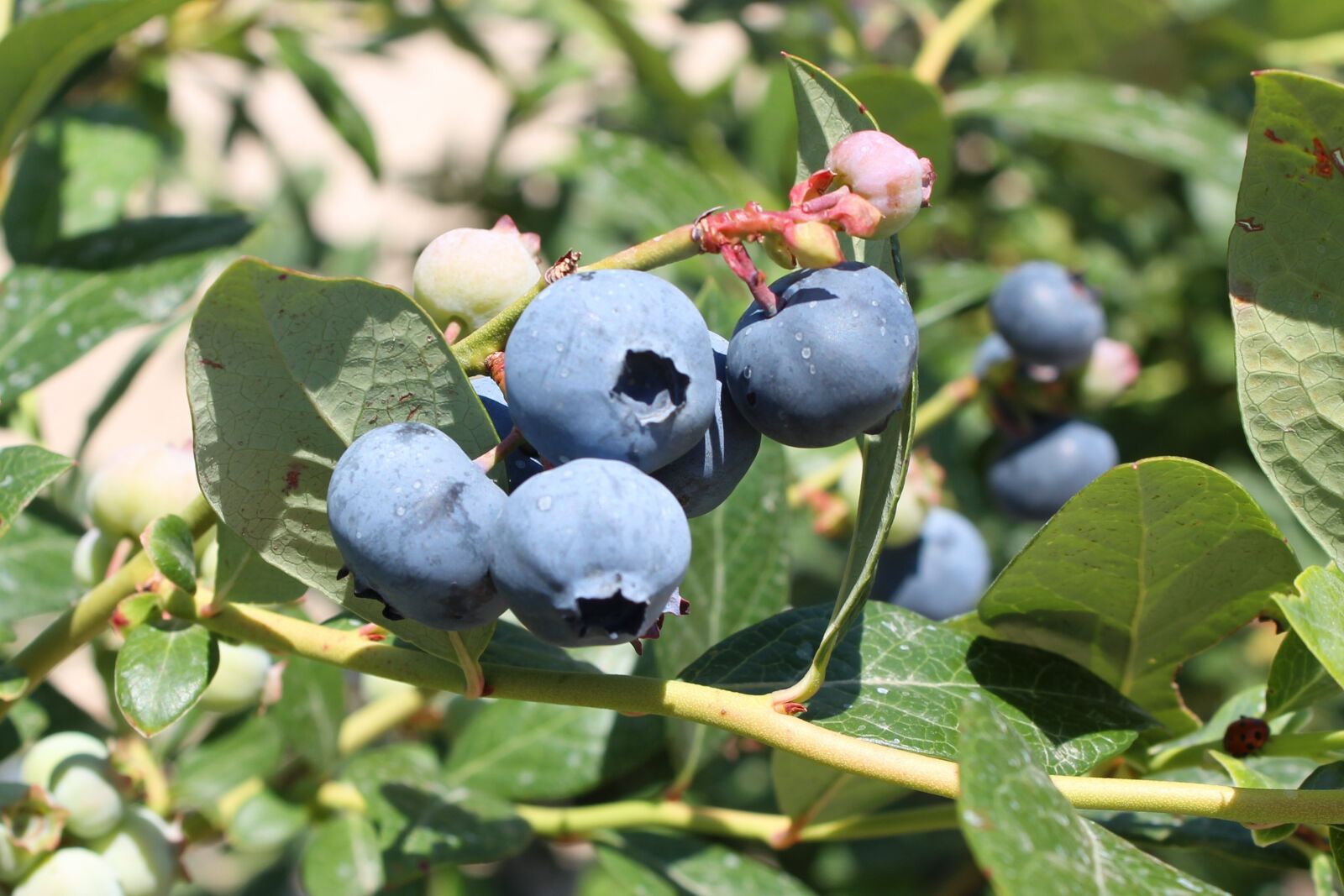 Canon EOS 1300D (EOS Rebel T6 / EOS Kiss X80) sample photo. Blue, blueberry, blueberries photography
