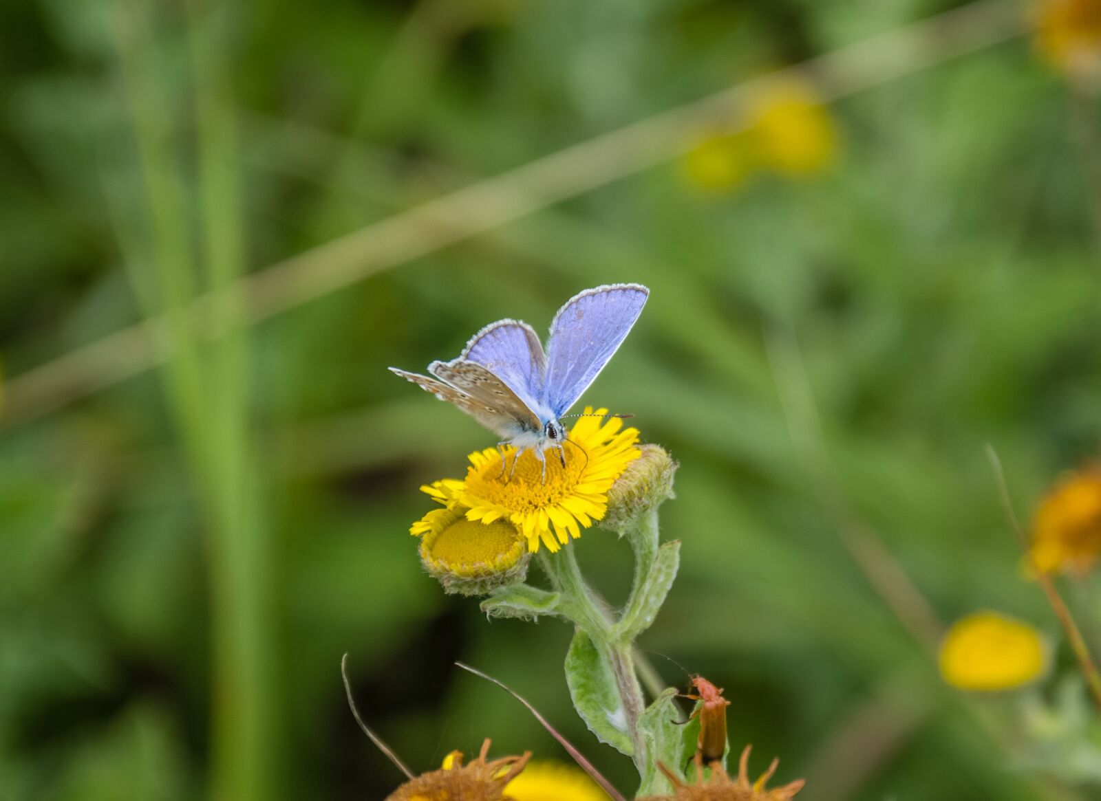 Nikon D7200 sample photo. Butterfly, blue, silver photography