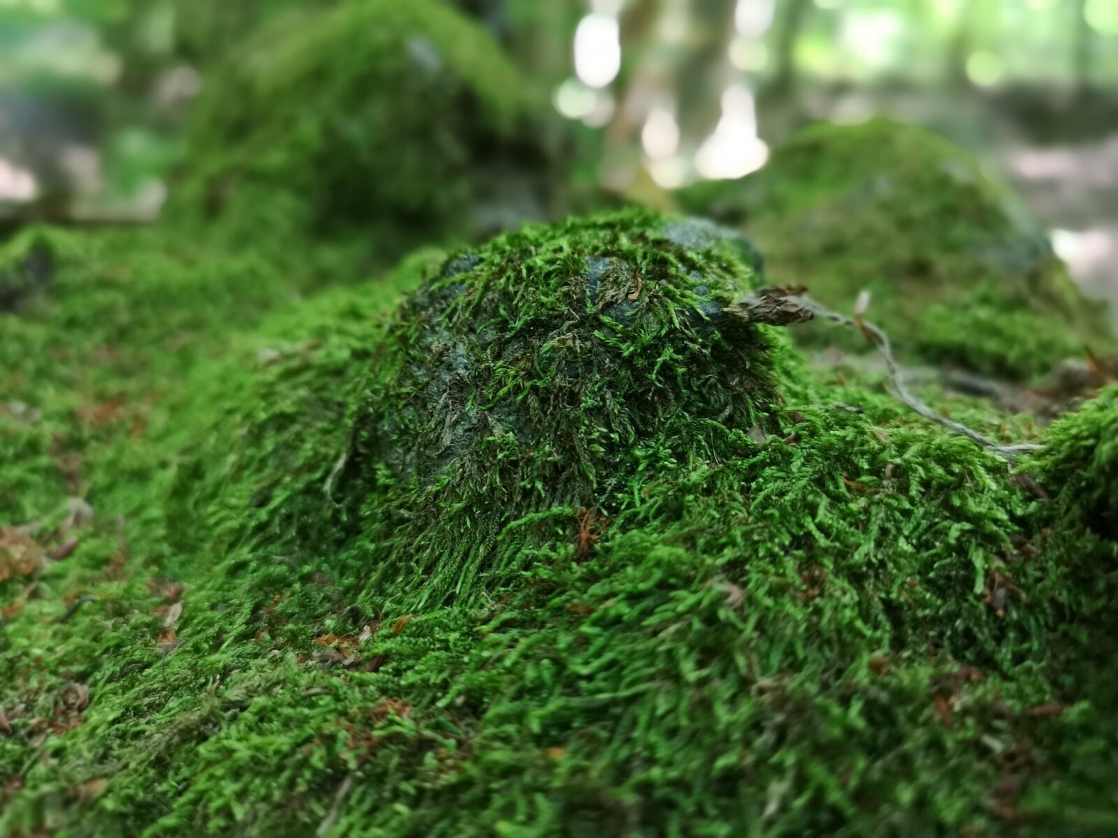 HUAWEI CLT-L09 sample photo. Forest, soil, nature photography
