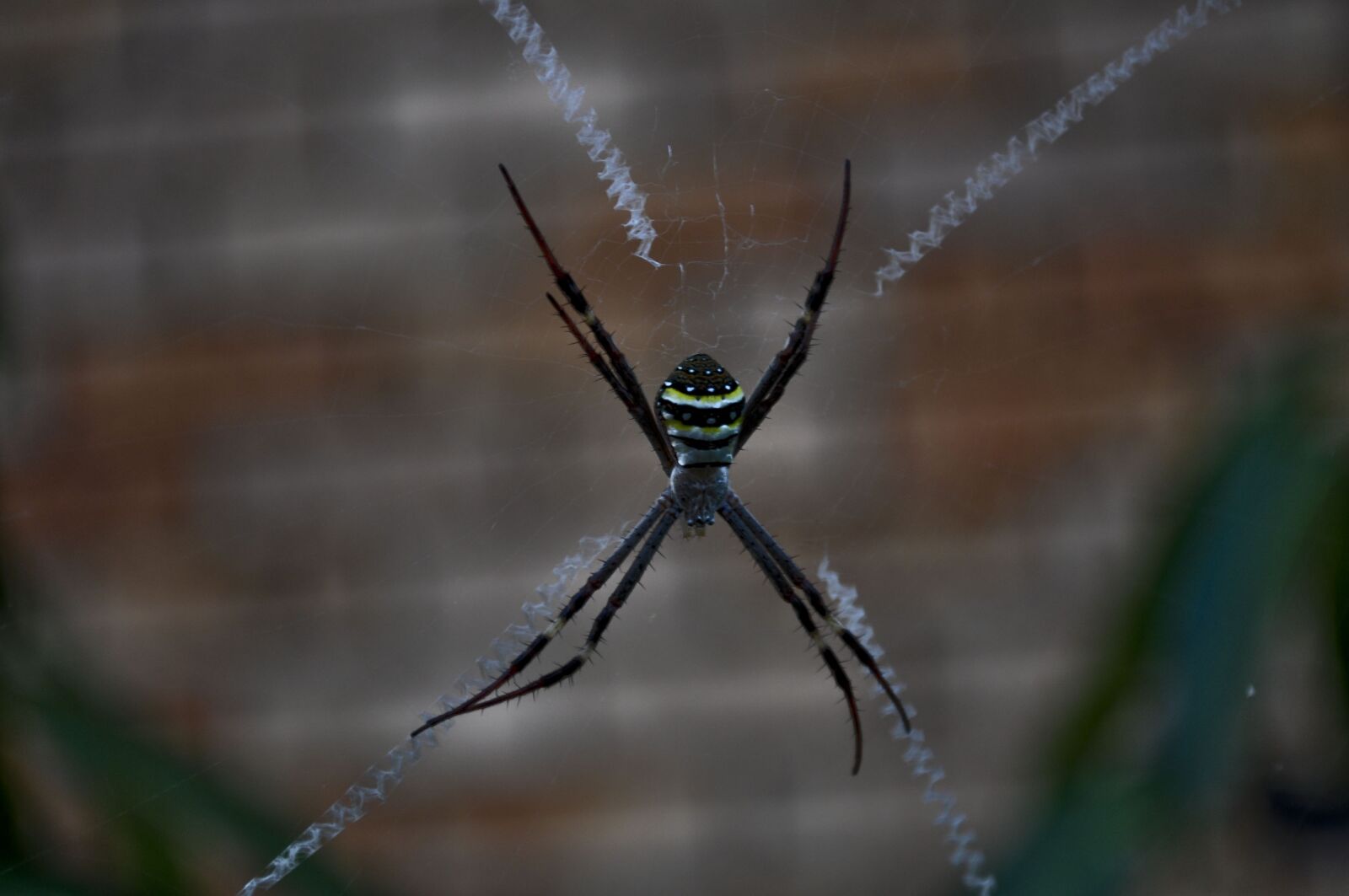 Nikon D90 sample photo. Spider, spider web, cobweb photography