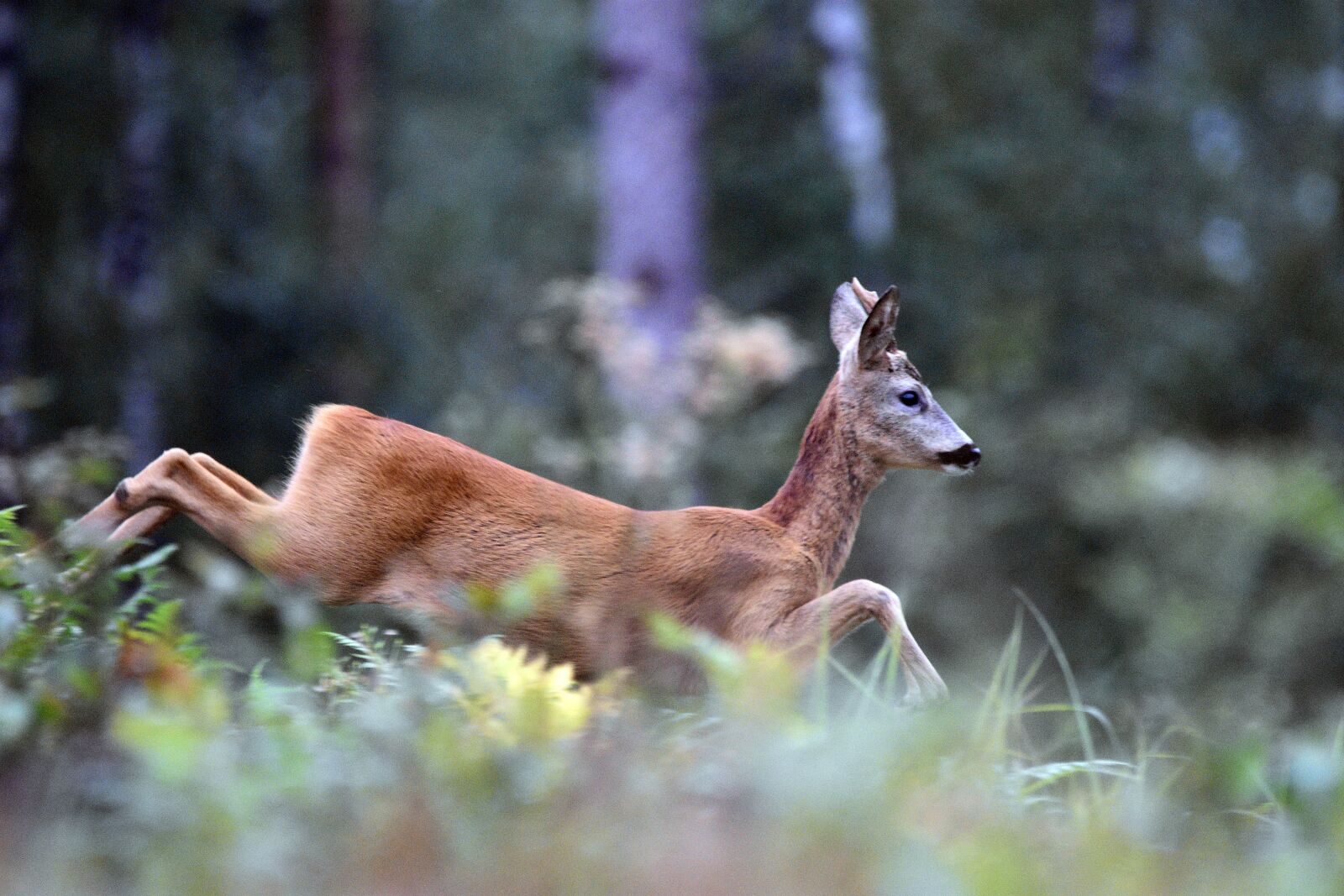 Nikon D3400 sample photo. Buck, sarna, mammal photography