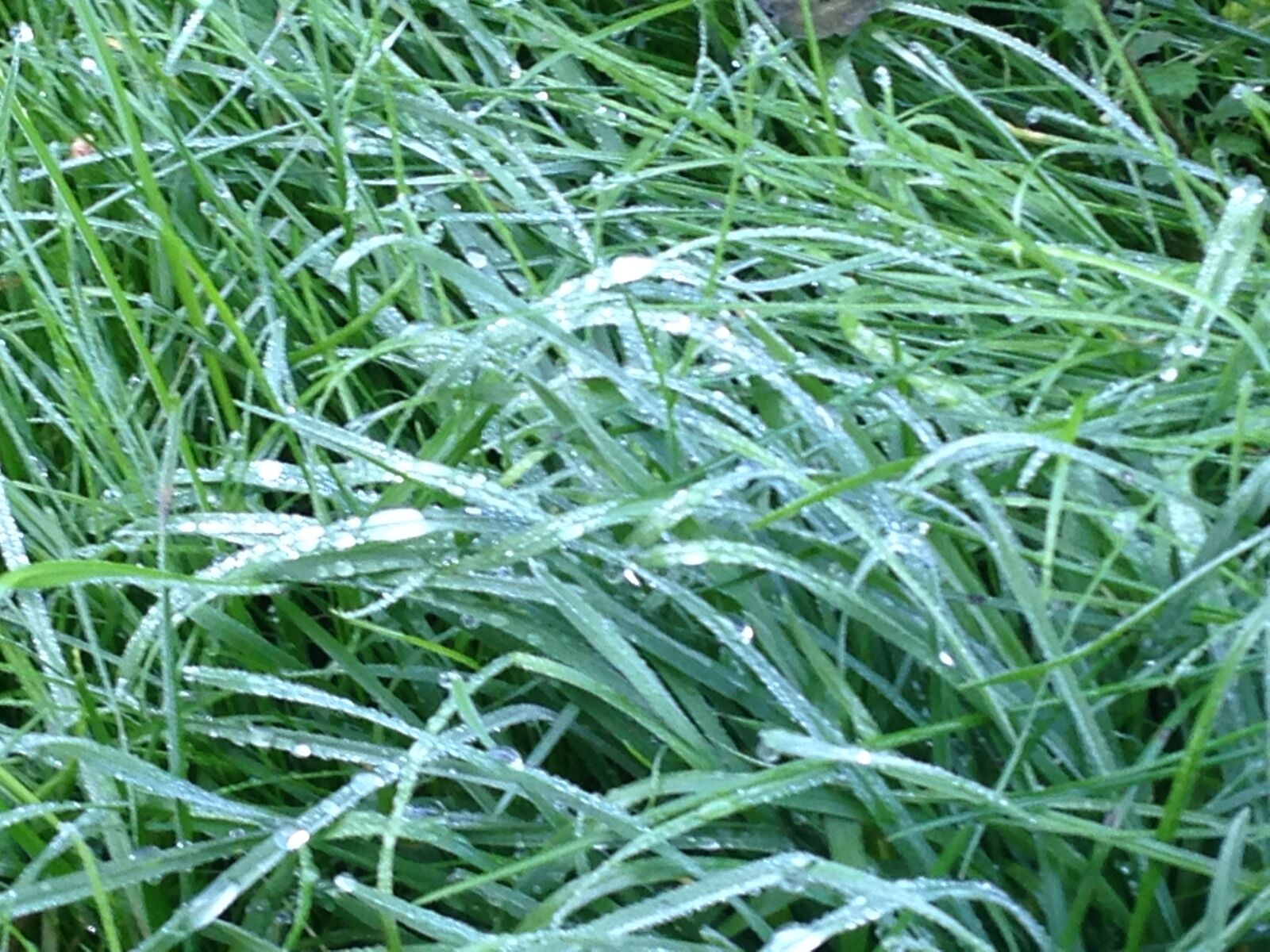 iPhone 5c back camera 4.12mm f/2.4 sample photo. Grass, dew, creation photography