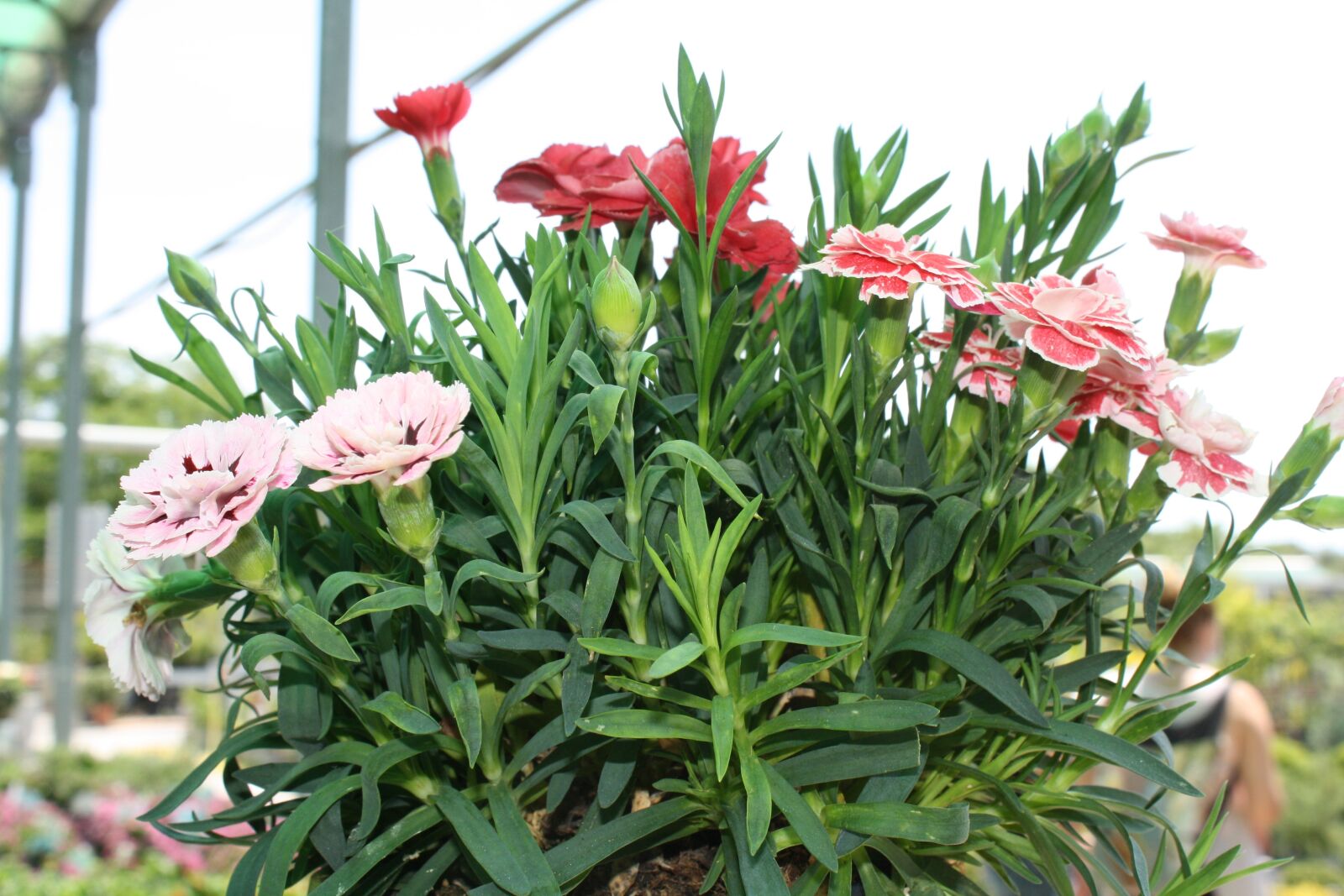 Canon EOS 1000D (EOS Digital Rebel XS / EOS Kiss F) sample photo. Plants, garden, flower photography