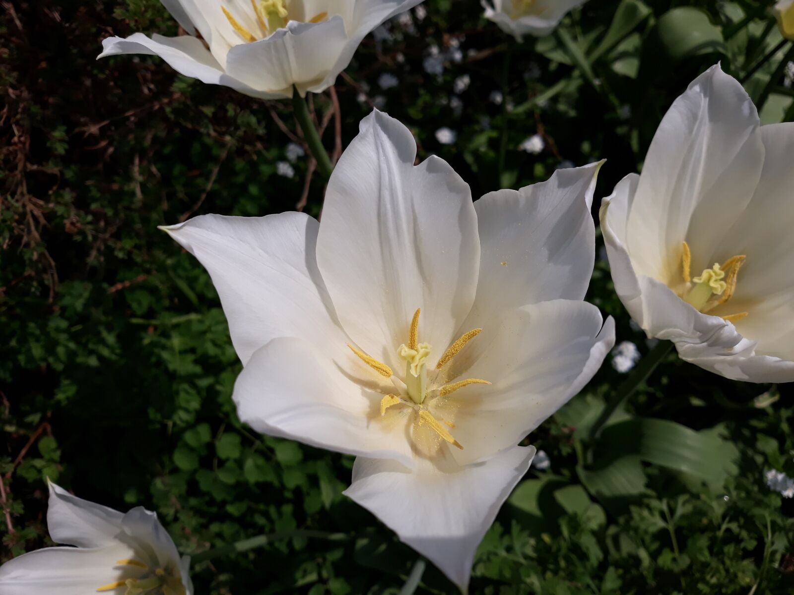 Samsung Galaxy J5 sample photo. Flower, nature, flora photography