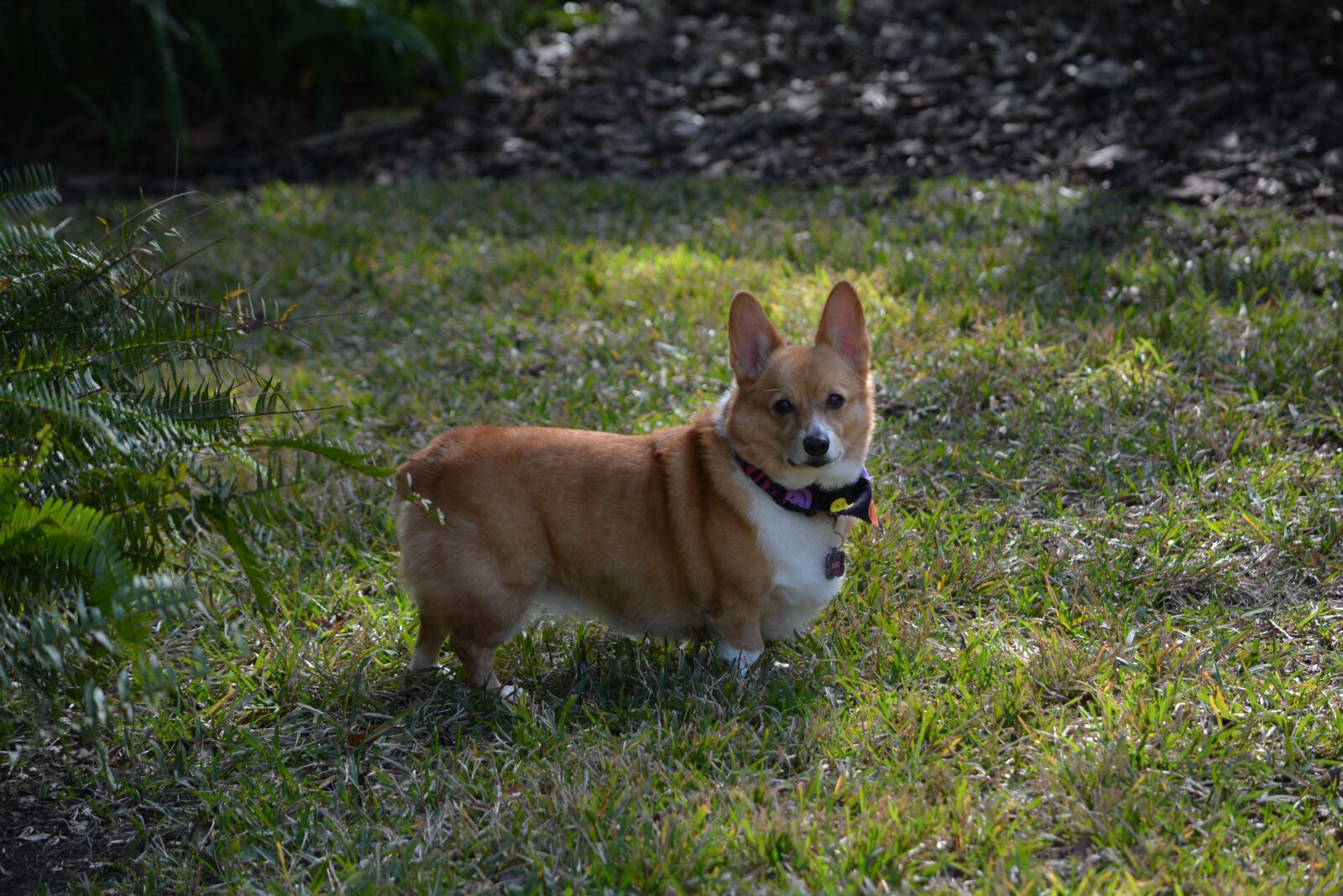 Nikon D7100 sample photo. Corgi, dog, outside photography