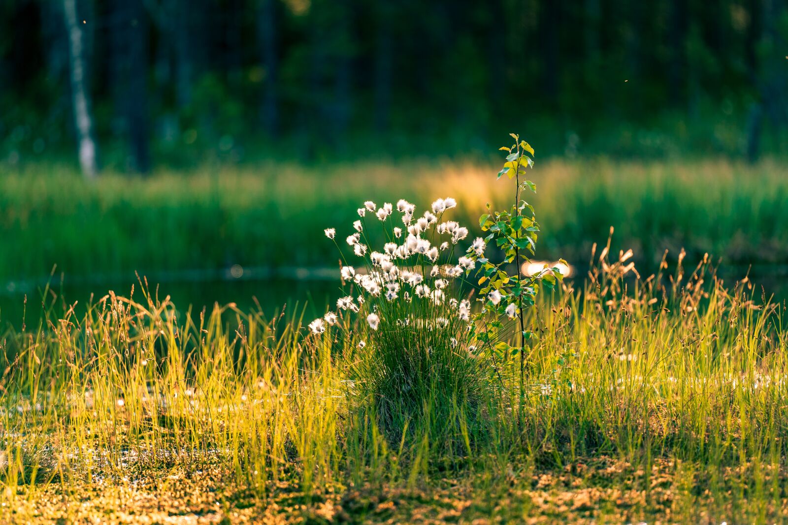 Sony a7 III sample photo. Cotton grass, swamp, evening photography