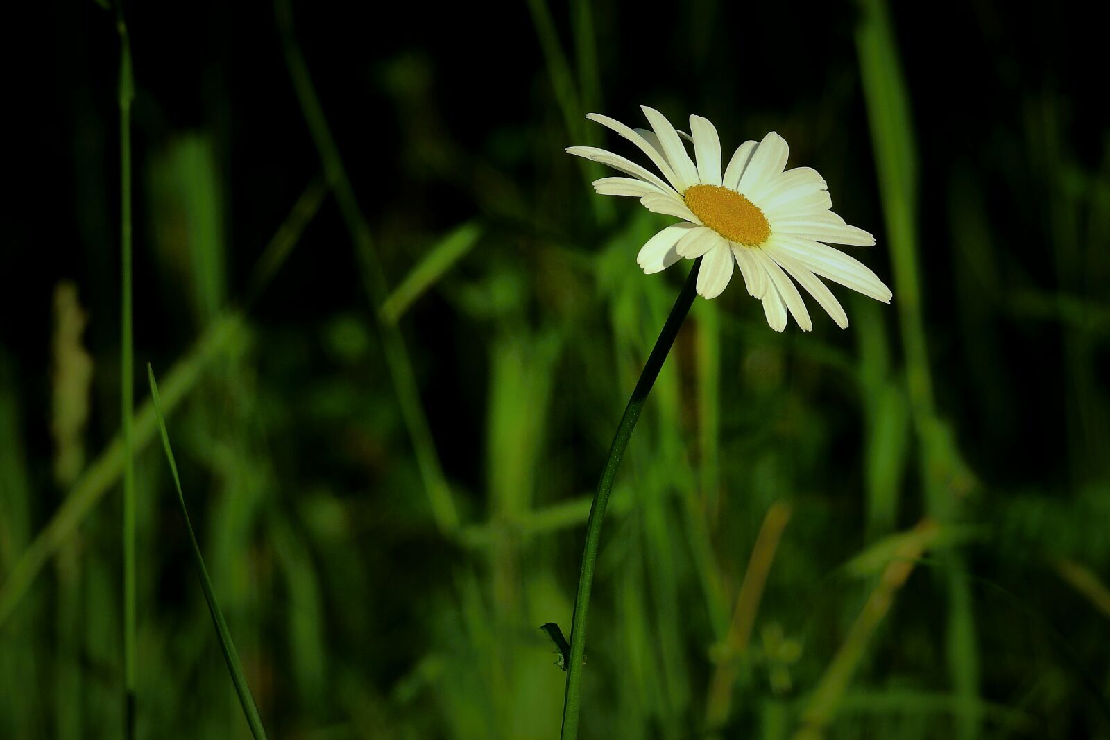 Nikon Coolpix P900 sample photo. Meadow, flower, figure photography